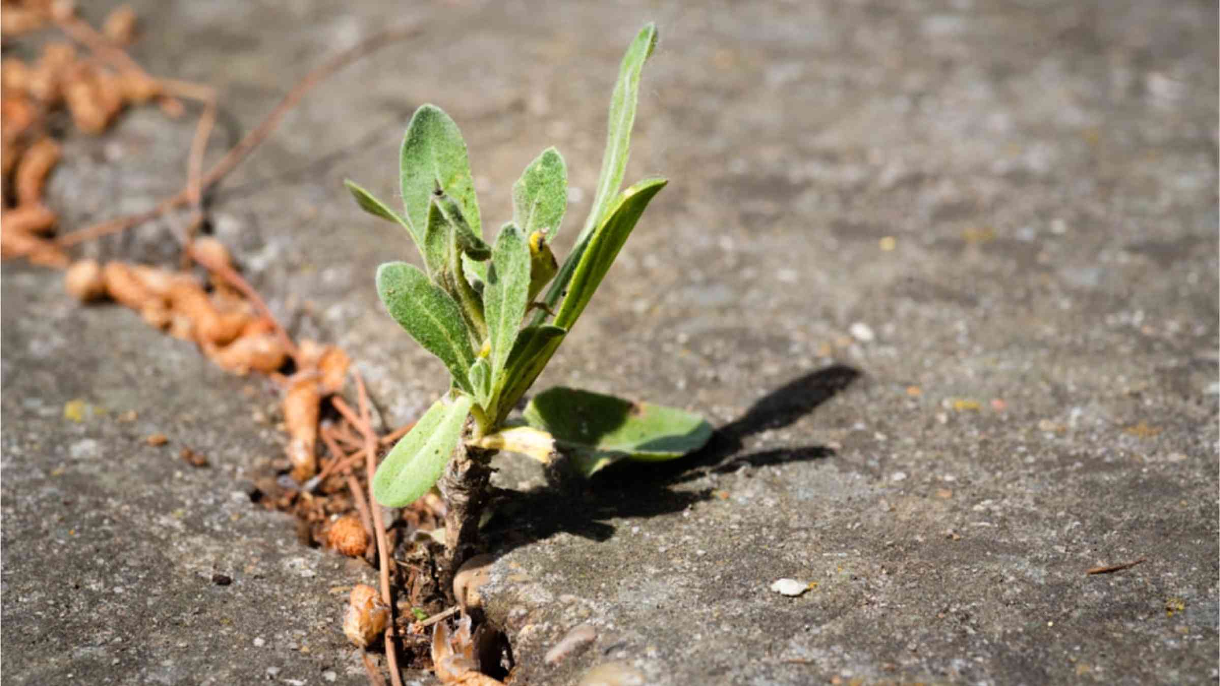 A resilient plant growing on a street.