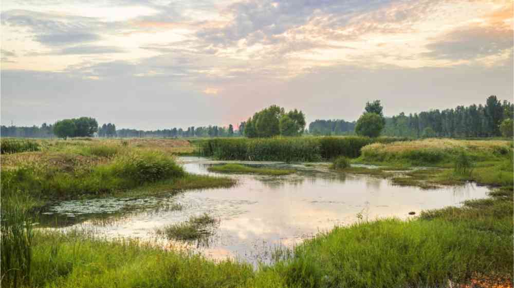 Wetland