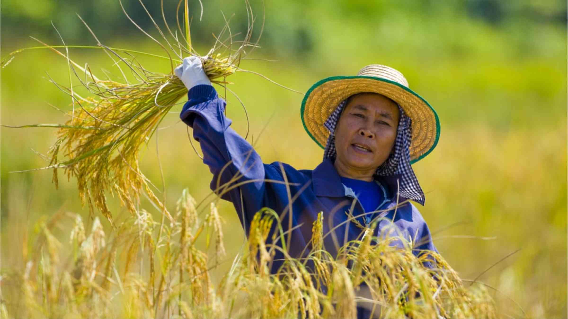 An Asian women harvesting crops in the middle of a field.