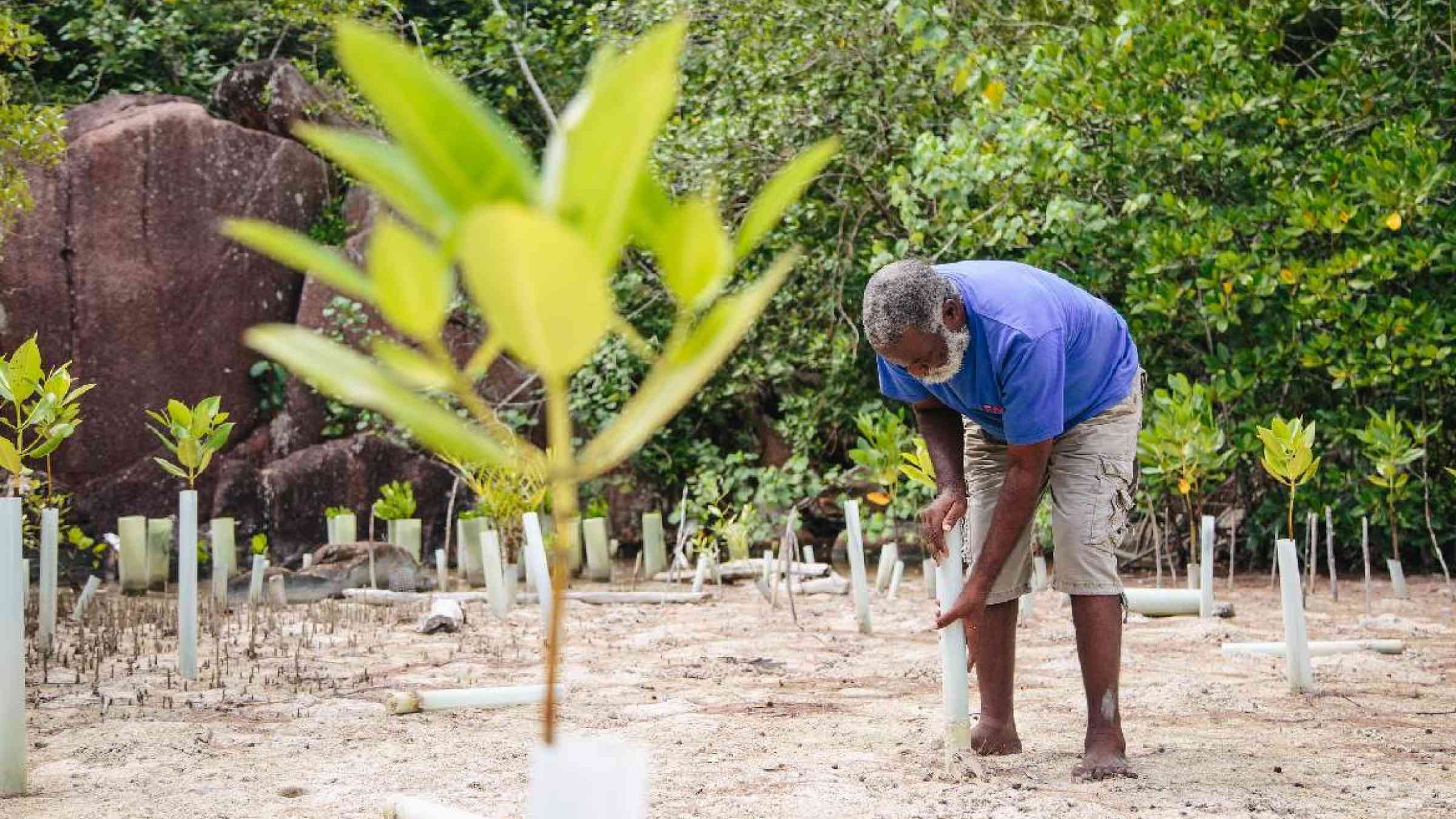 Restoring mangroves in the Seychelles