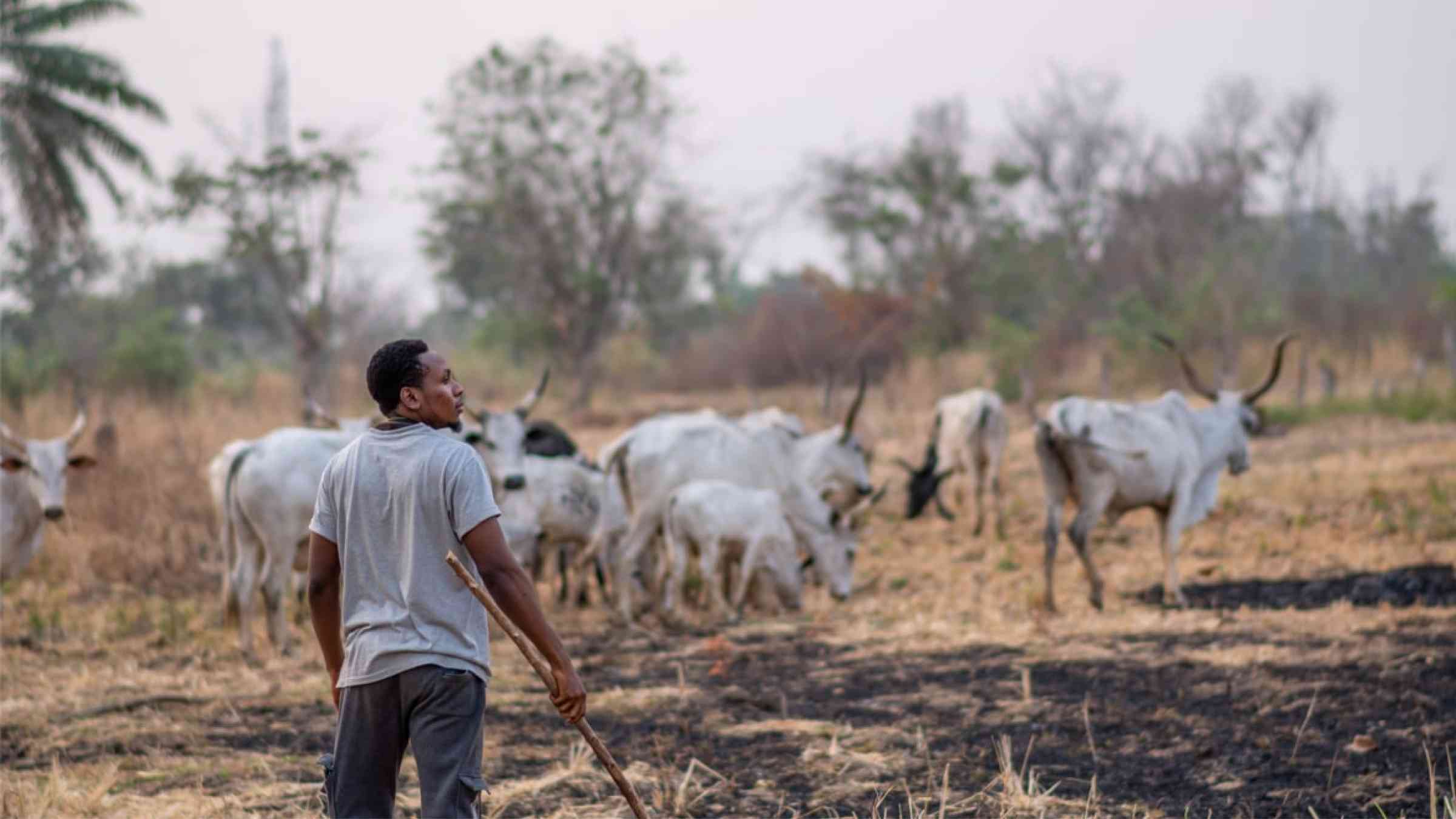 Nigerian pastoralist with cows in the background
