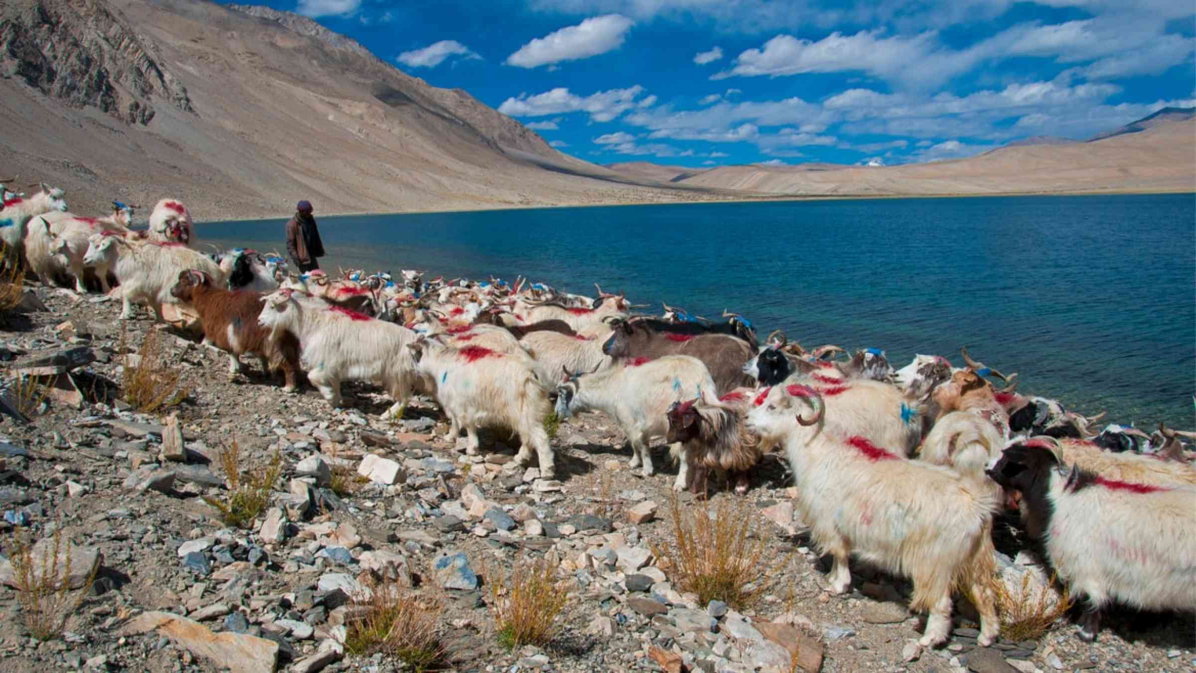 Shepherd in Kashmir