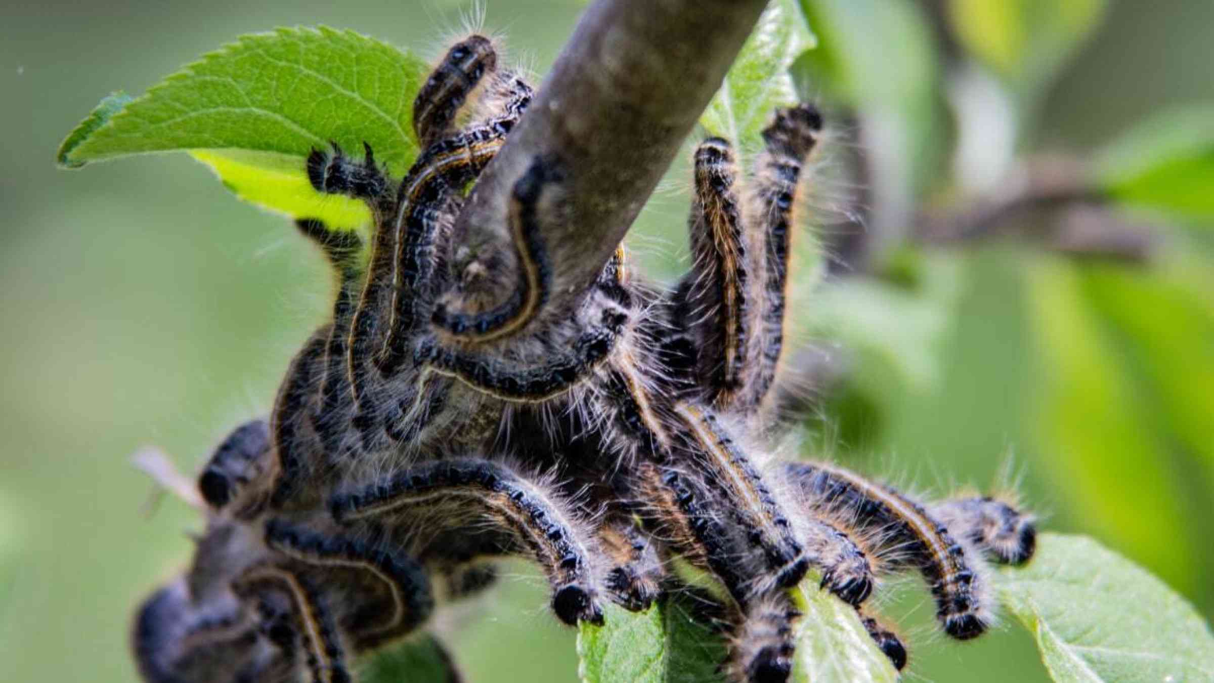 Caterpillar infestation in an apple tree
