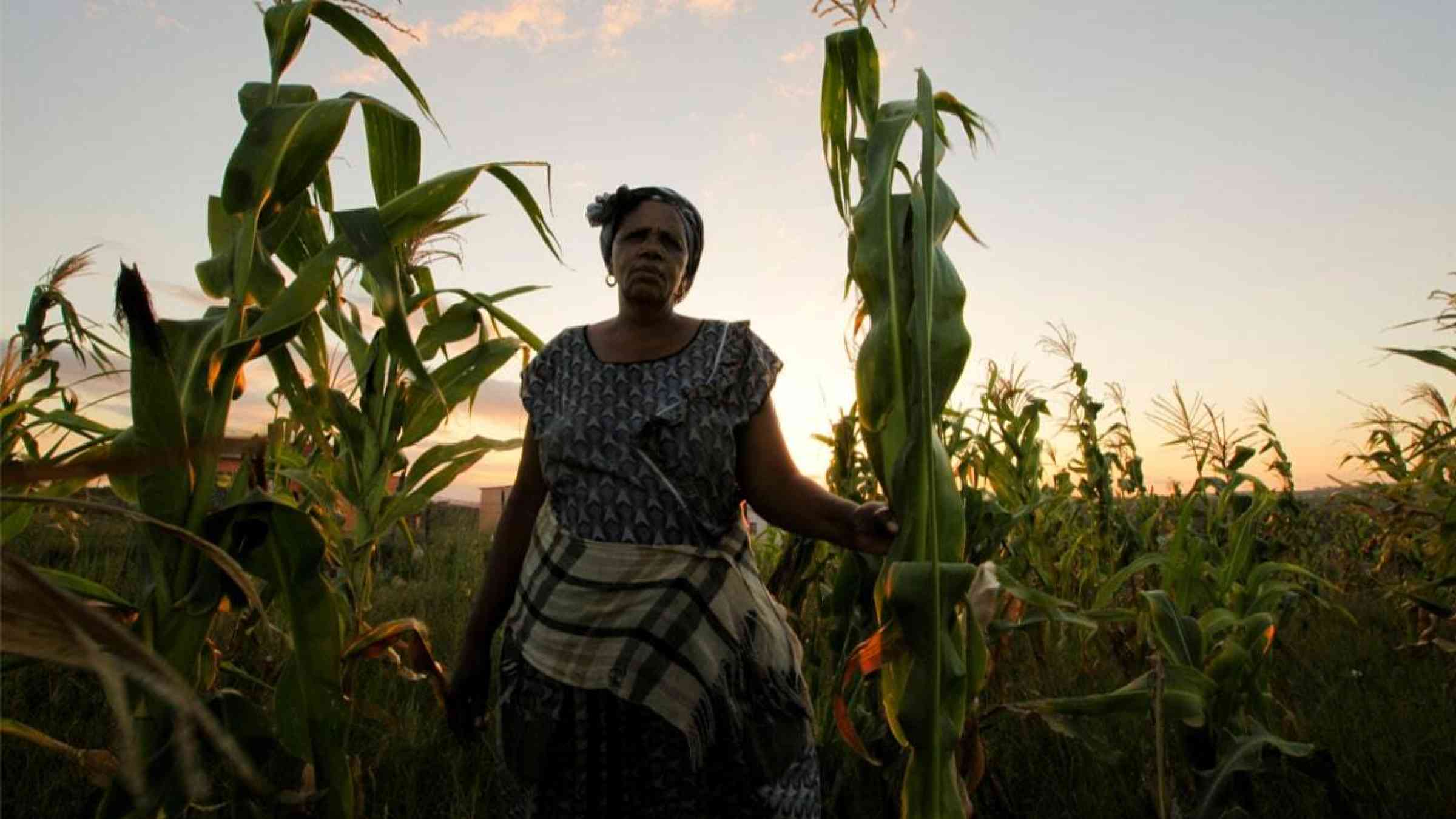 Woman stands next to her crops in evening light