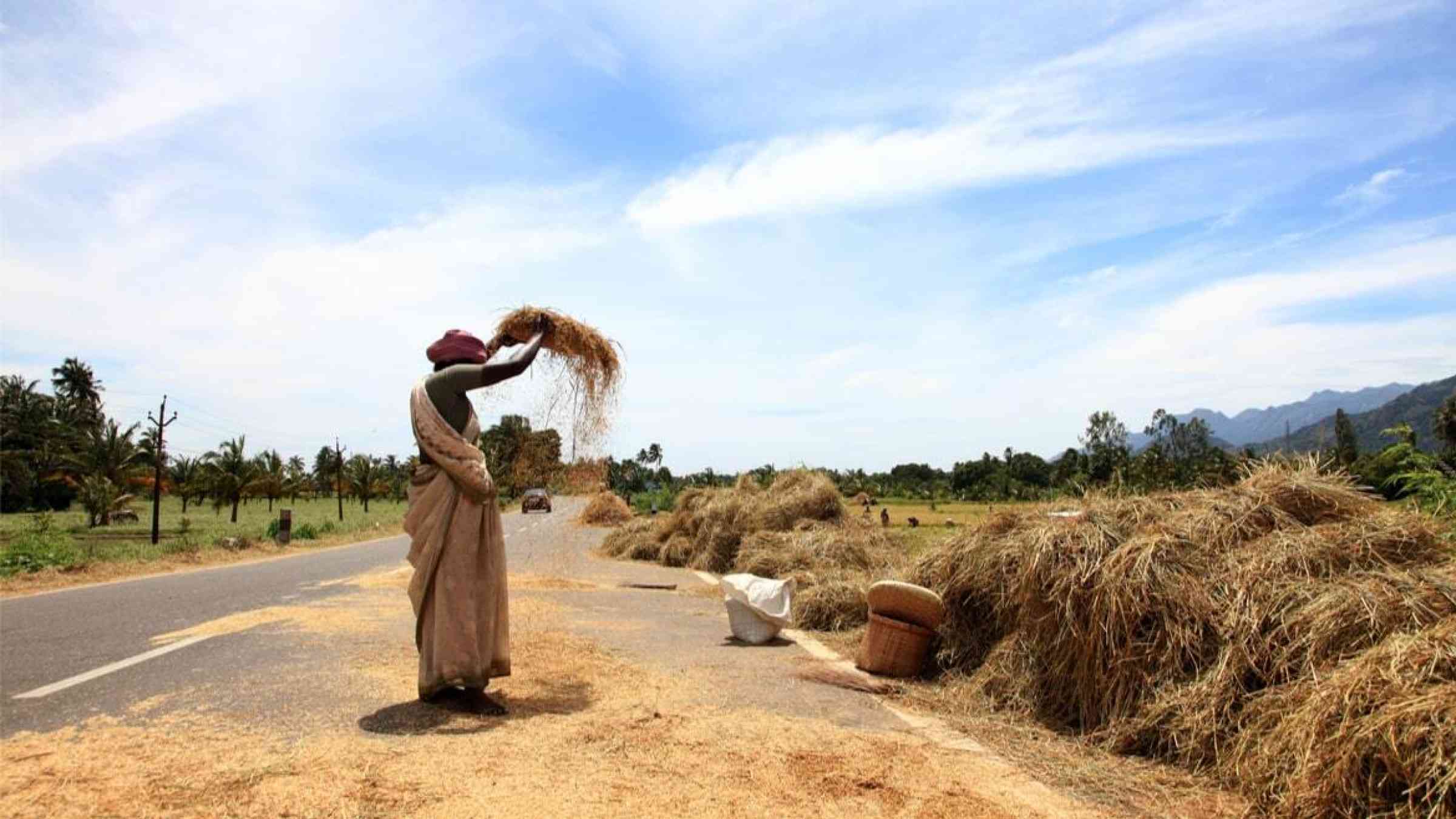 An Indian farmer winnows the wheat harvest on the road in Sengottai, Tamilnadu, India.