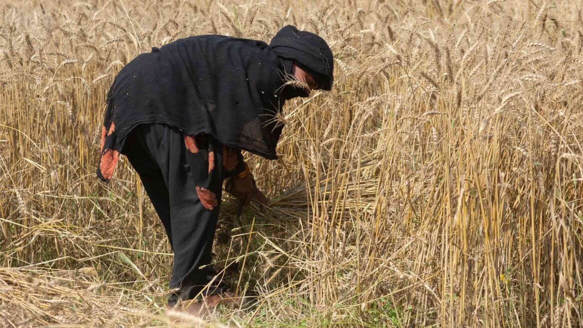 A woman farmer harvests wheat in Lahore, Pakistan