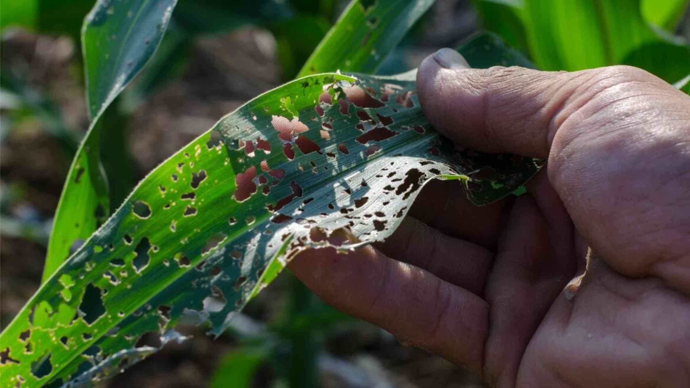 A farmer holds a corn leaf full of holes eaten out by pests