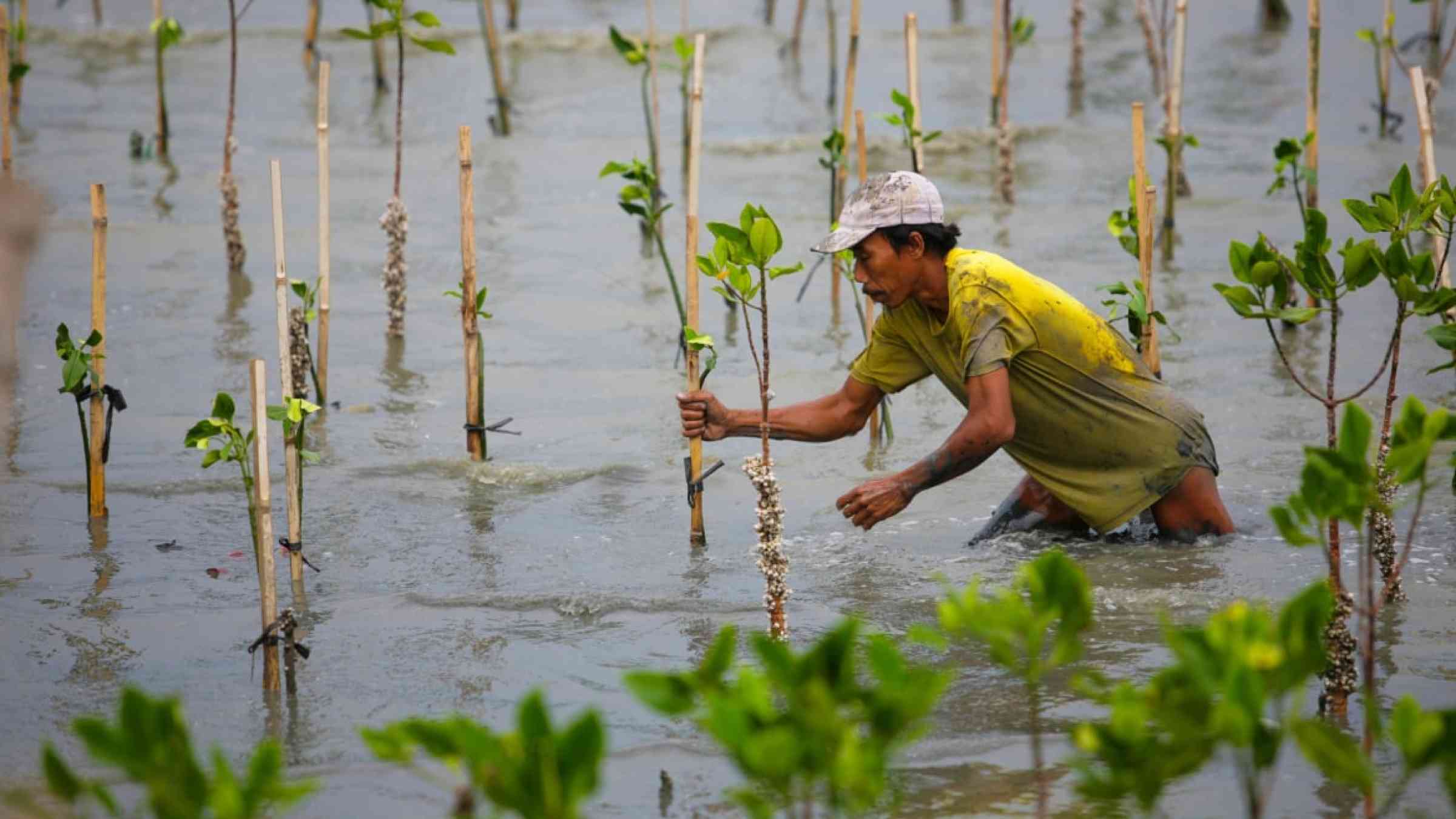 Man planting mangroves in the water in Indonesia.