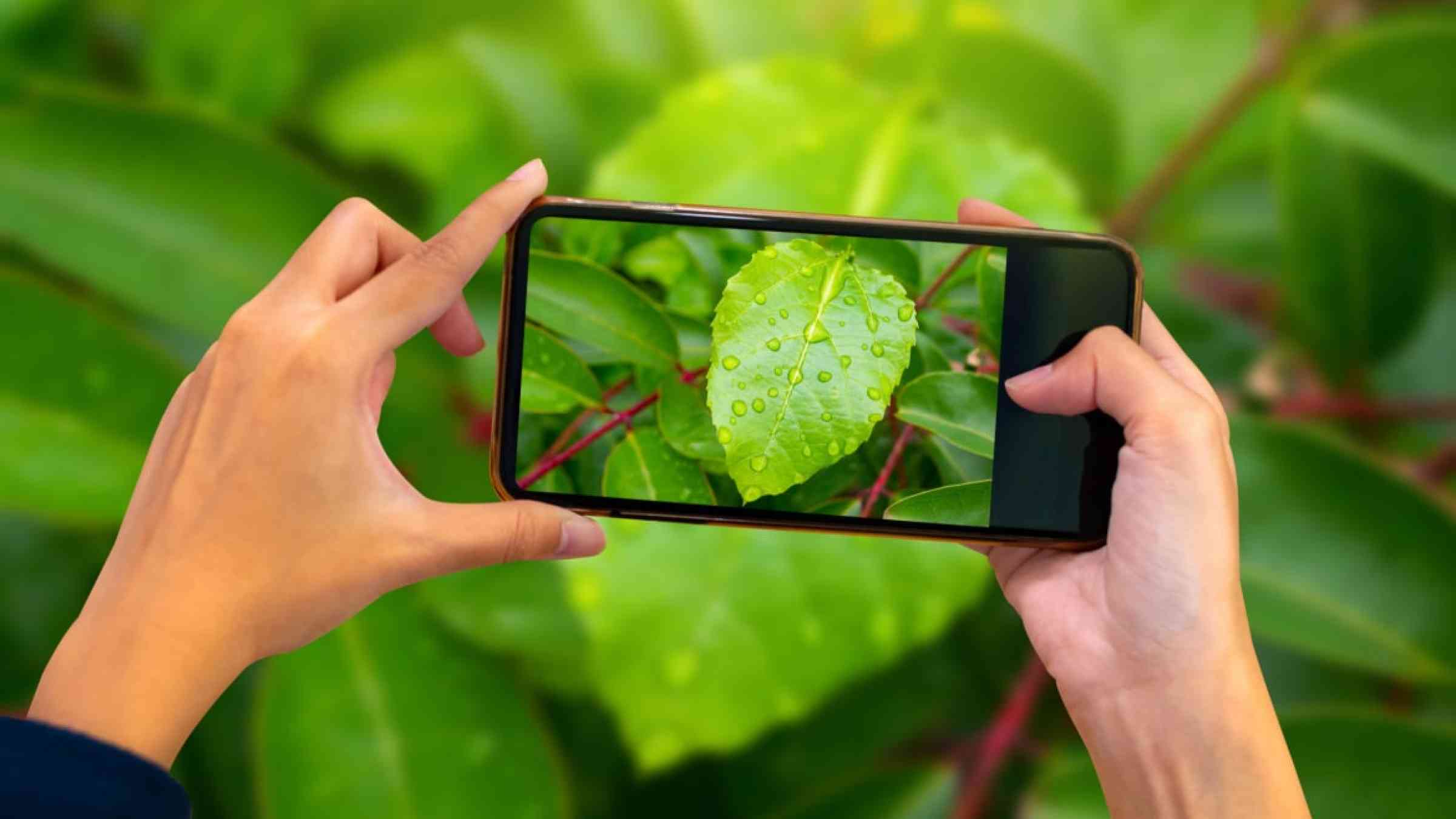 A person is taking a photograph on their phone of a plant.