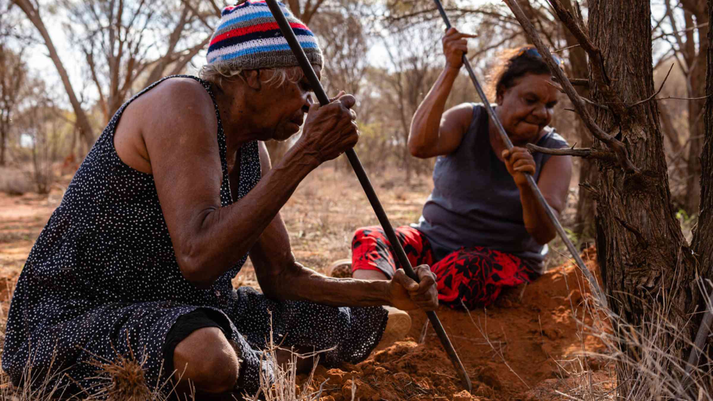 Aborigines Warlpiri hunting honey ants in the bush.