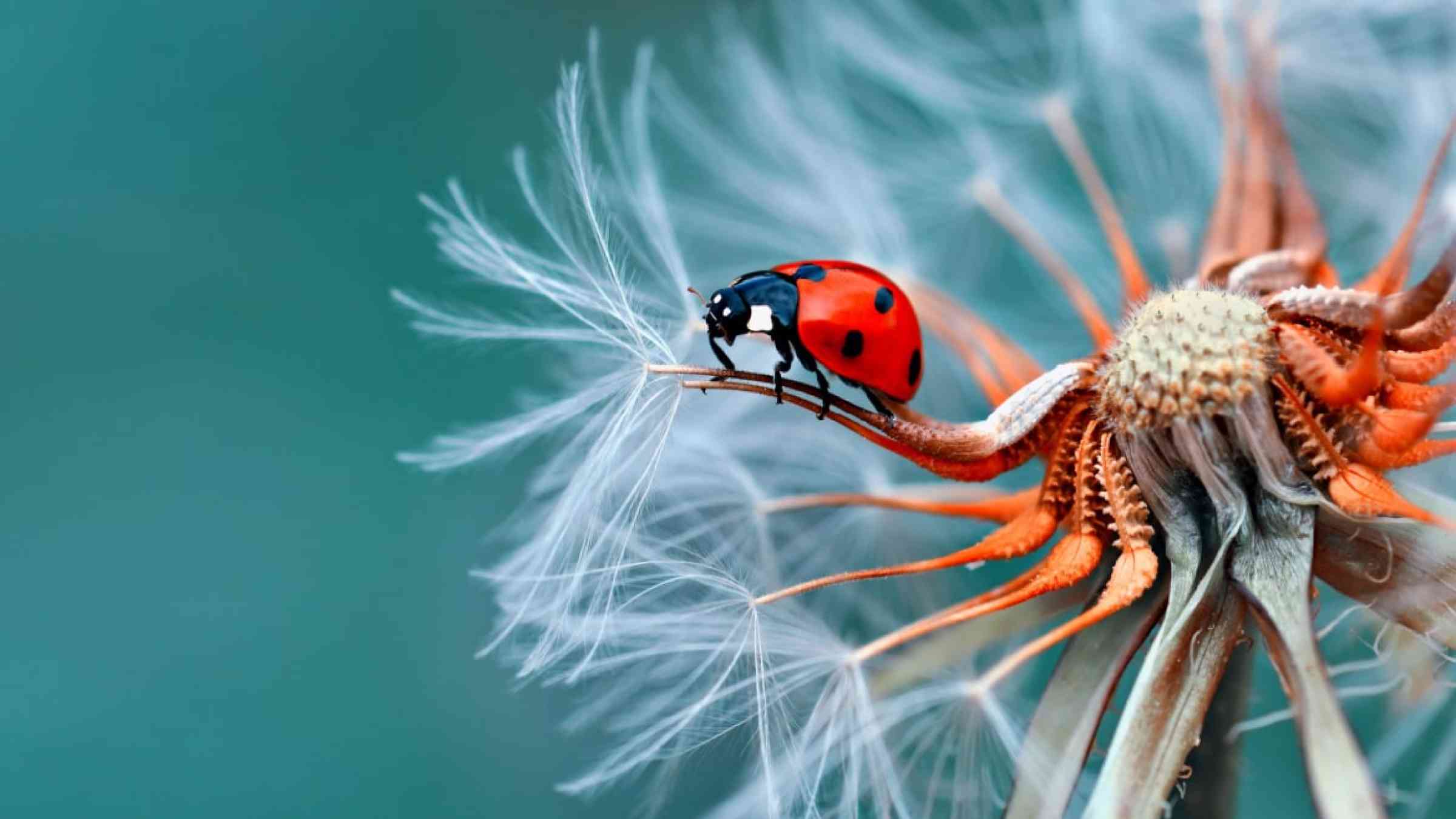 Ladybird on a flower.