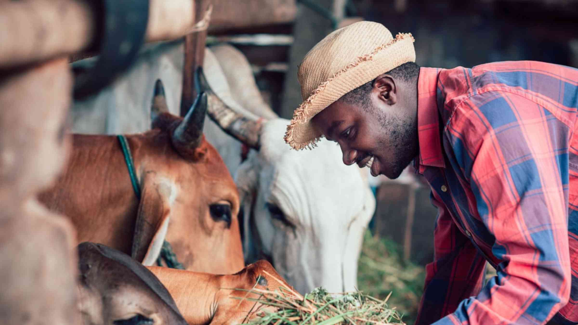 African farmer feeding his cows.