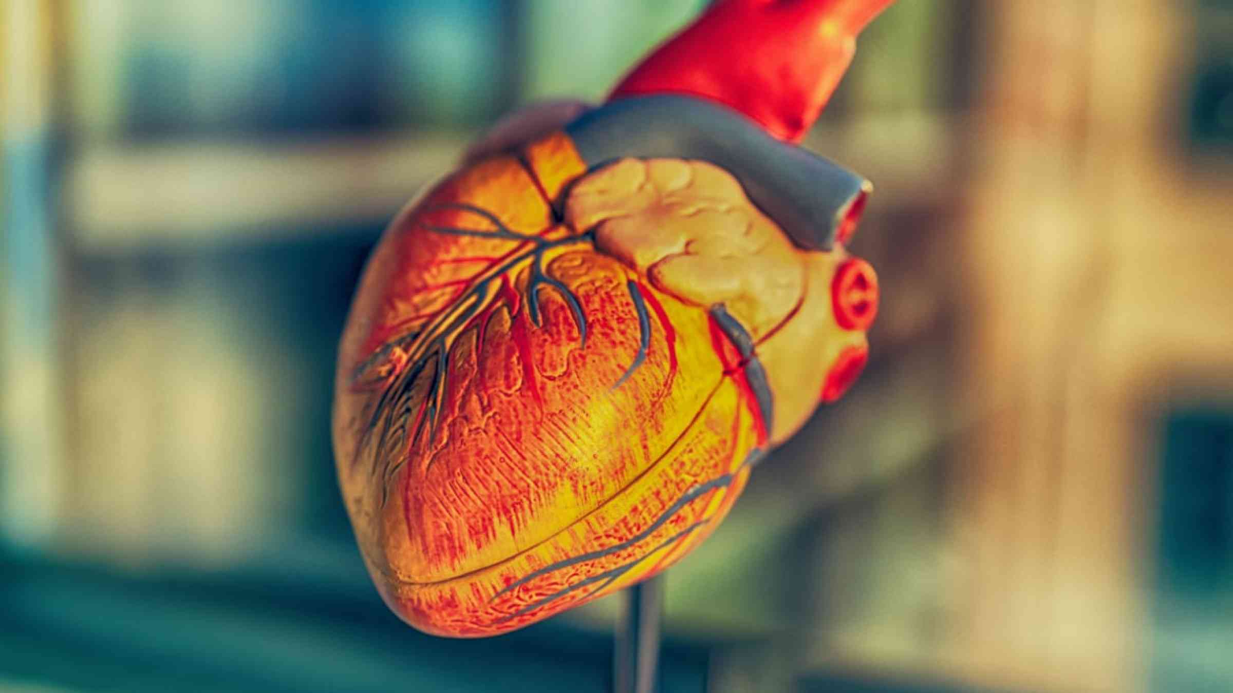 Medical model of a heart.