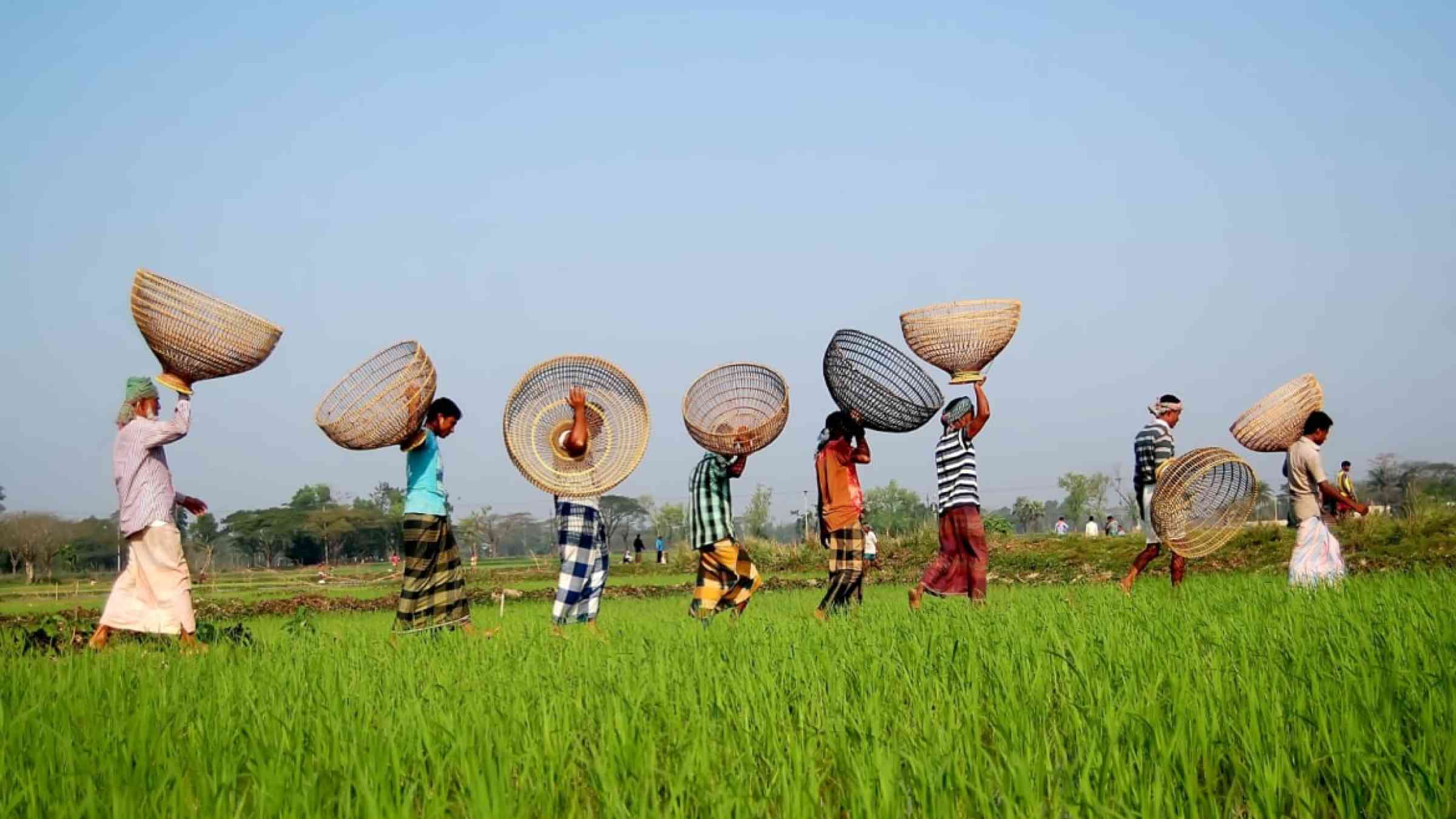 Eight farmers from Bangladesh walking across a rice field carrying big baskets on their heads and shoulders.