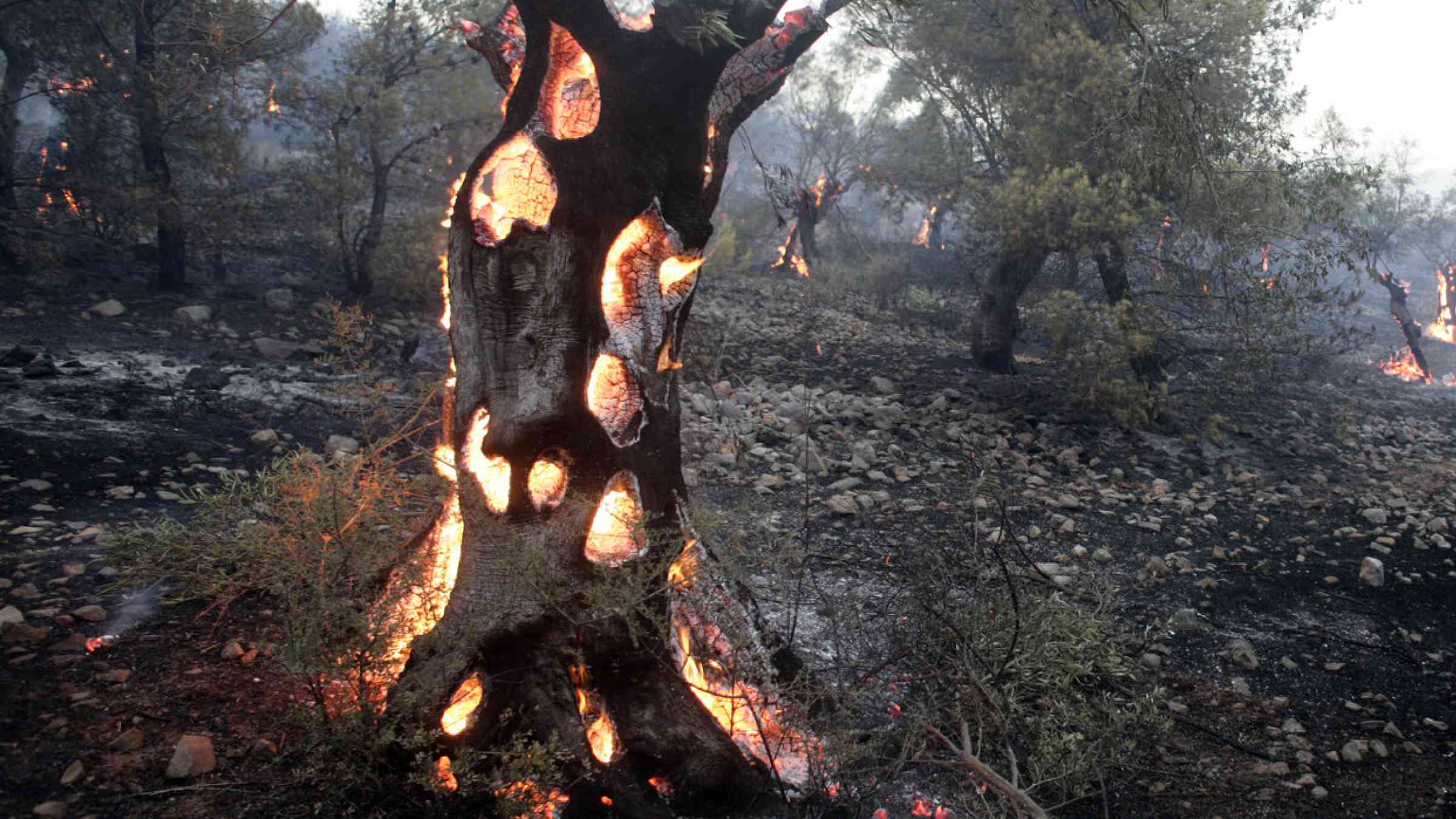 Olive trees burn during a wildfire in Greece