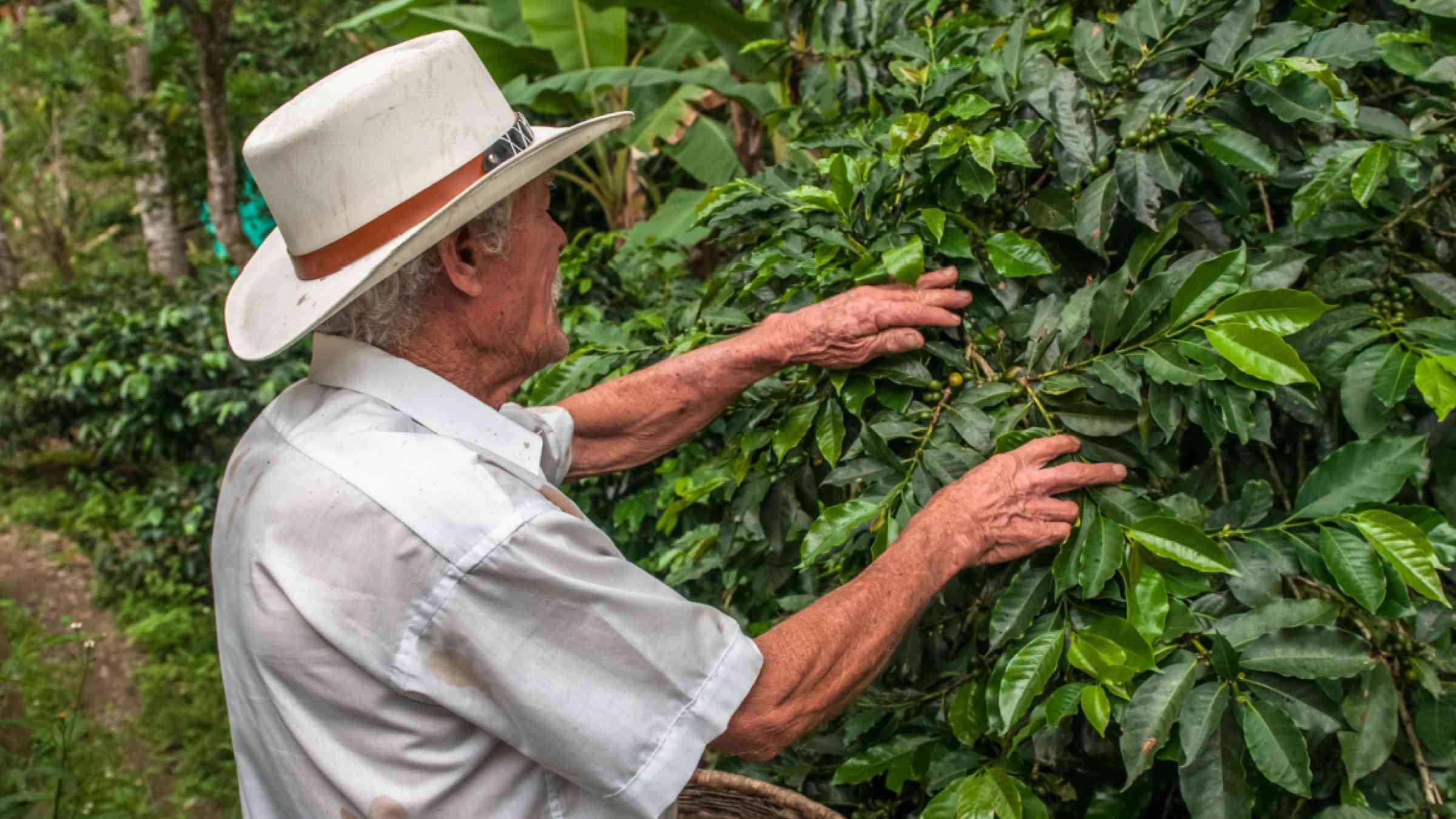 Old farmer harvesting coffee beans in Colombia