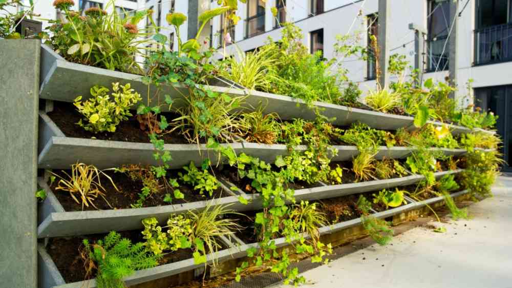 Green vertical green facade garden in full bloom for climate adaptation