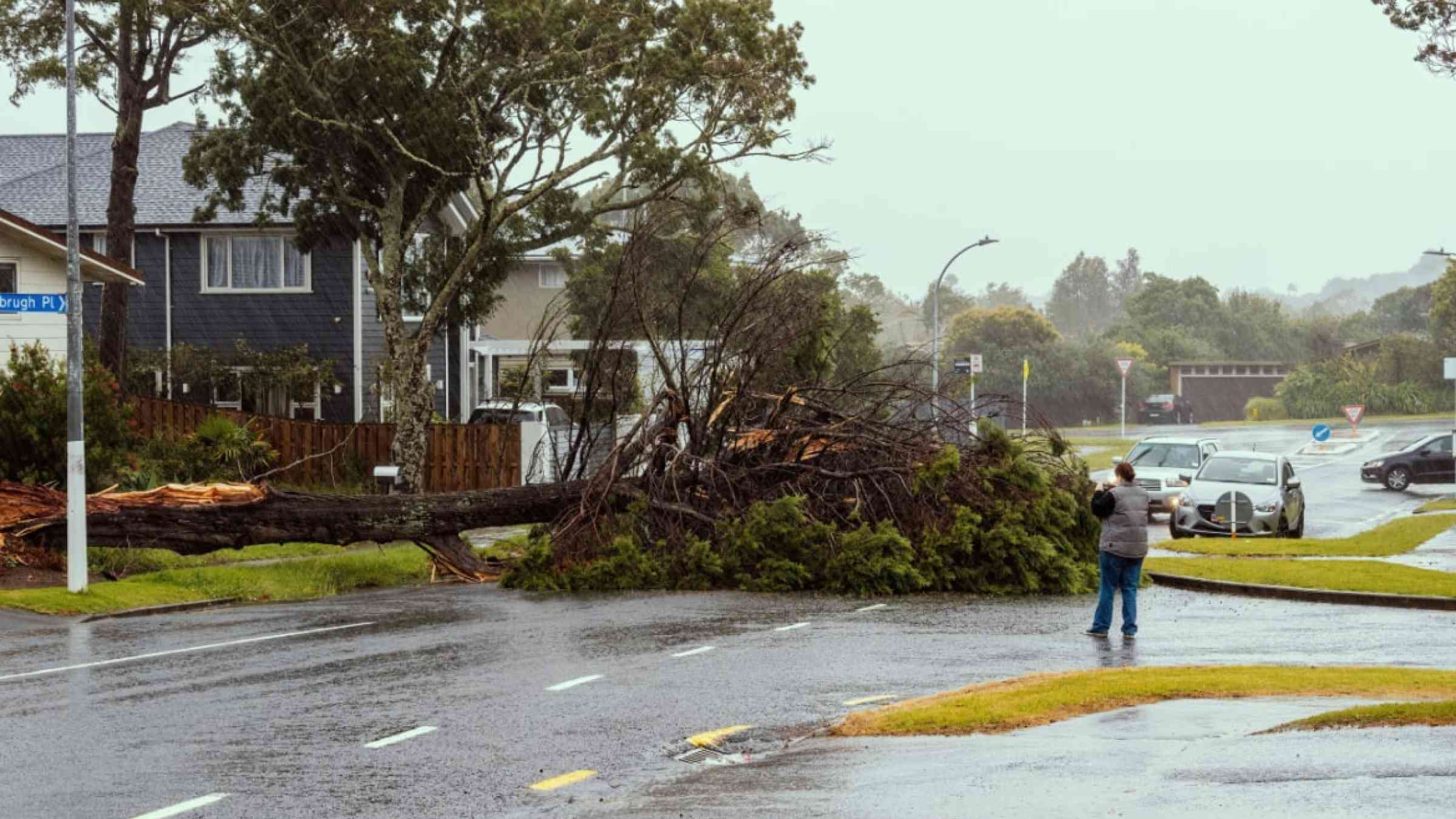 Tree fell on road during cyclone Gabrielle. Auckland, New Zealand