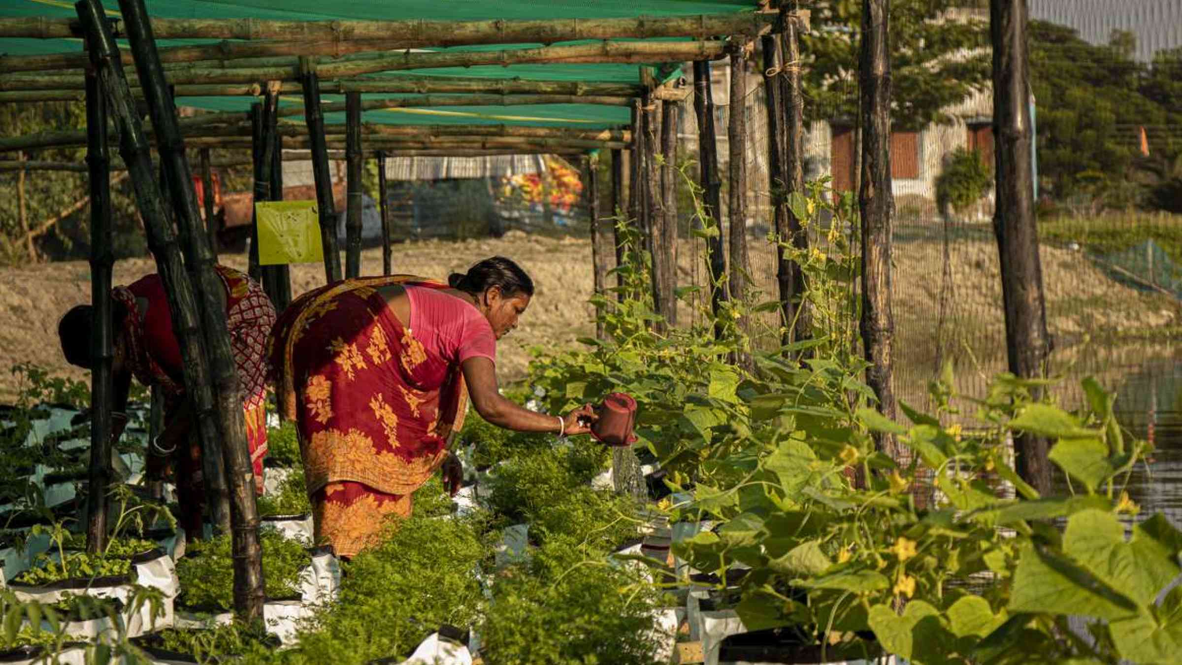 Floating farm in Sundarban region