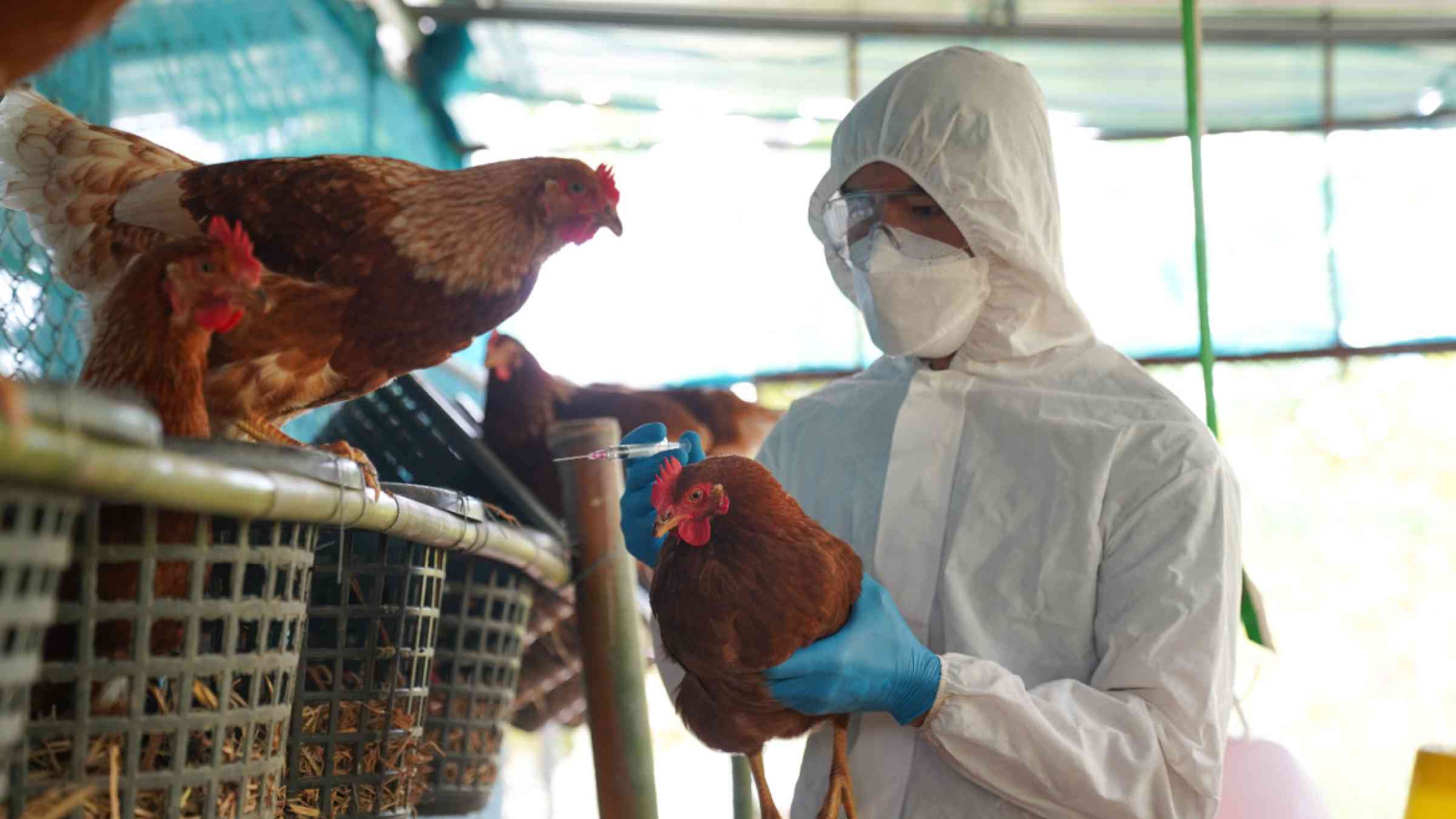 Avian flu, veterinarians vaccinate against diseases in poultry such as chickens on farms, 