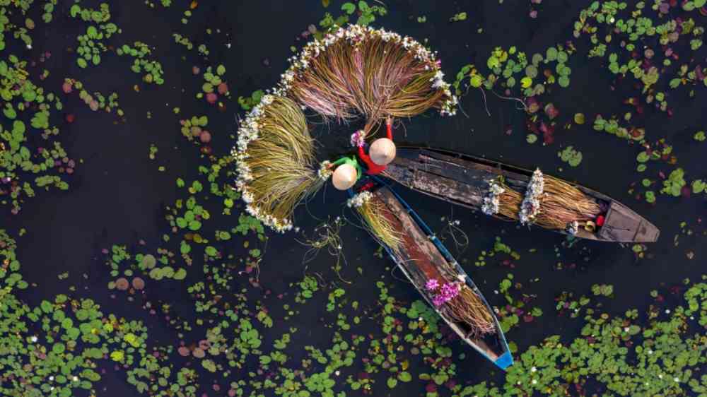 Two Vietnamese women are harvesting water lilies during the flood season on their wooden boats.