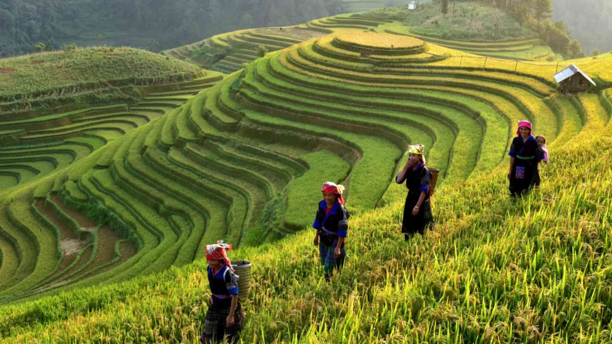 Four women walking along the rice terraces in MuCangChai, Vietnam