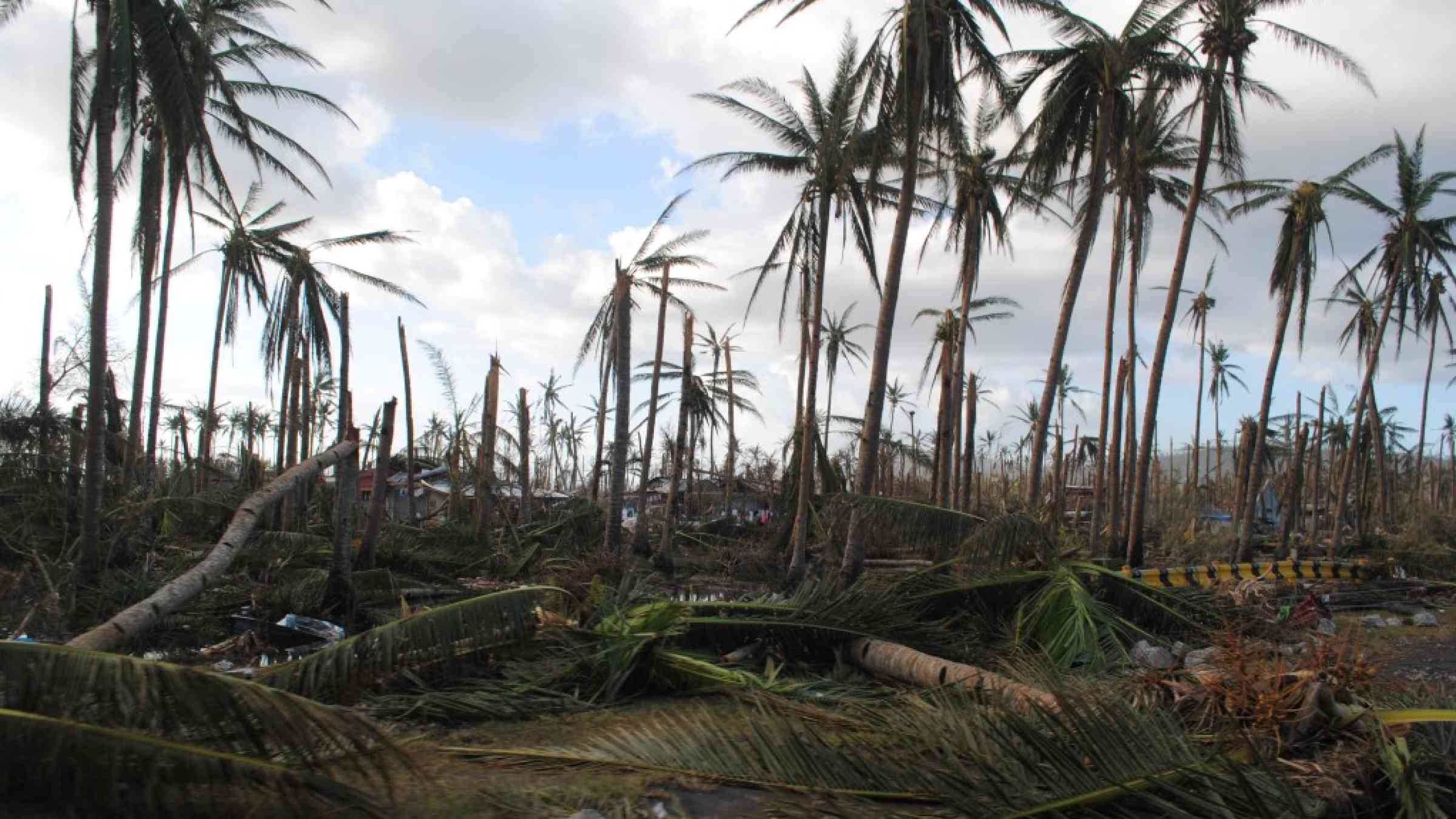 Dying coconut trees