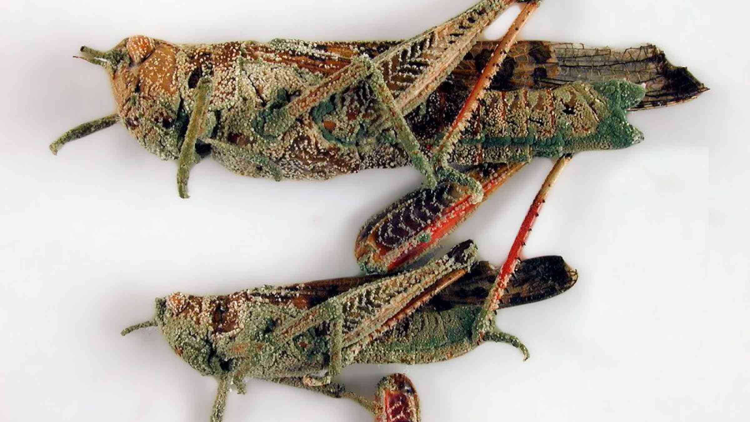 Locusts attacked by a fungus