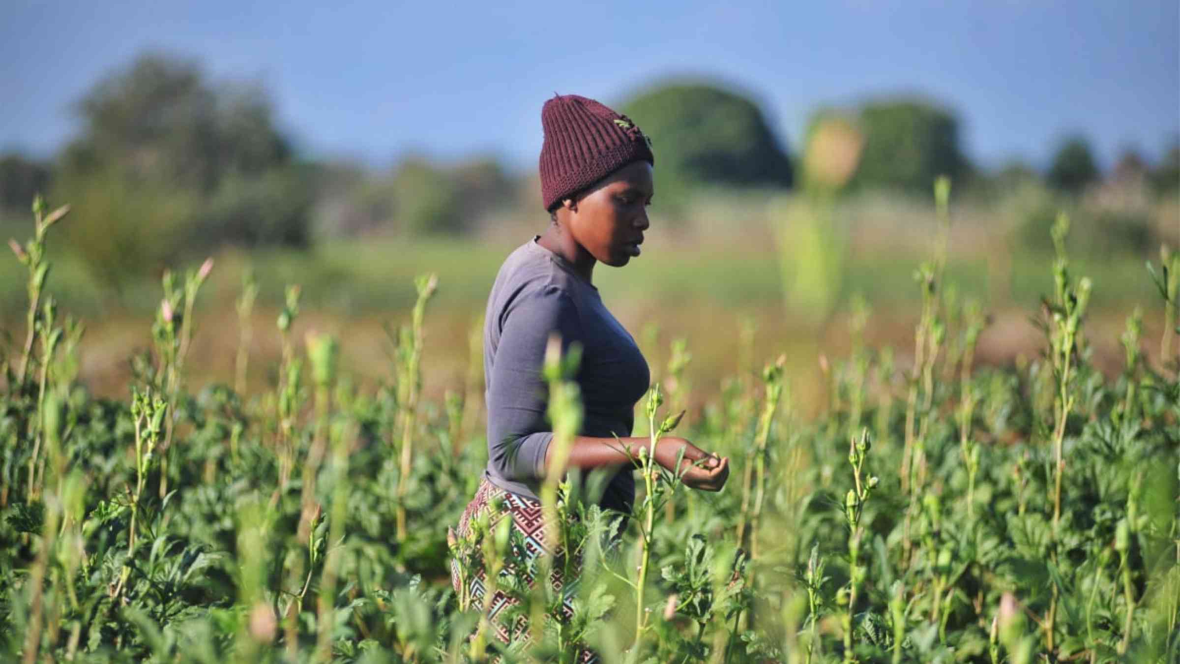 A women farmer in Zimbabwe walking along her field checking the crops