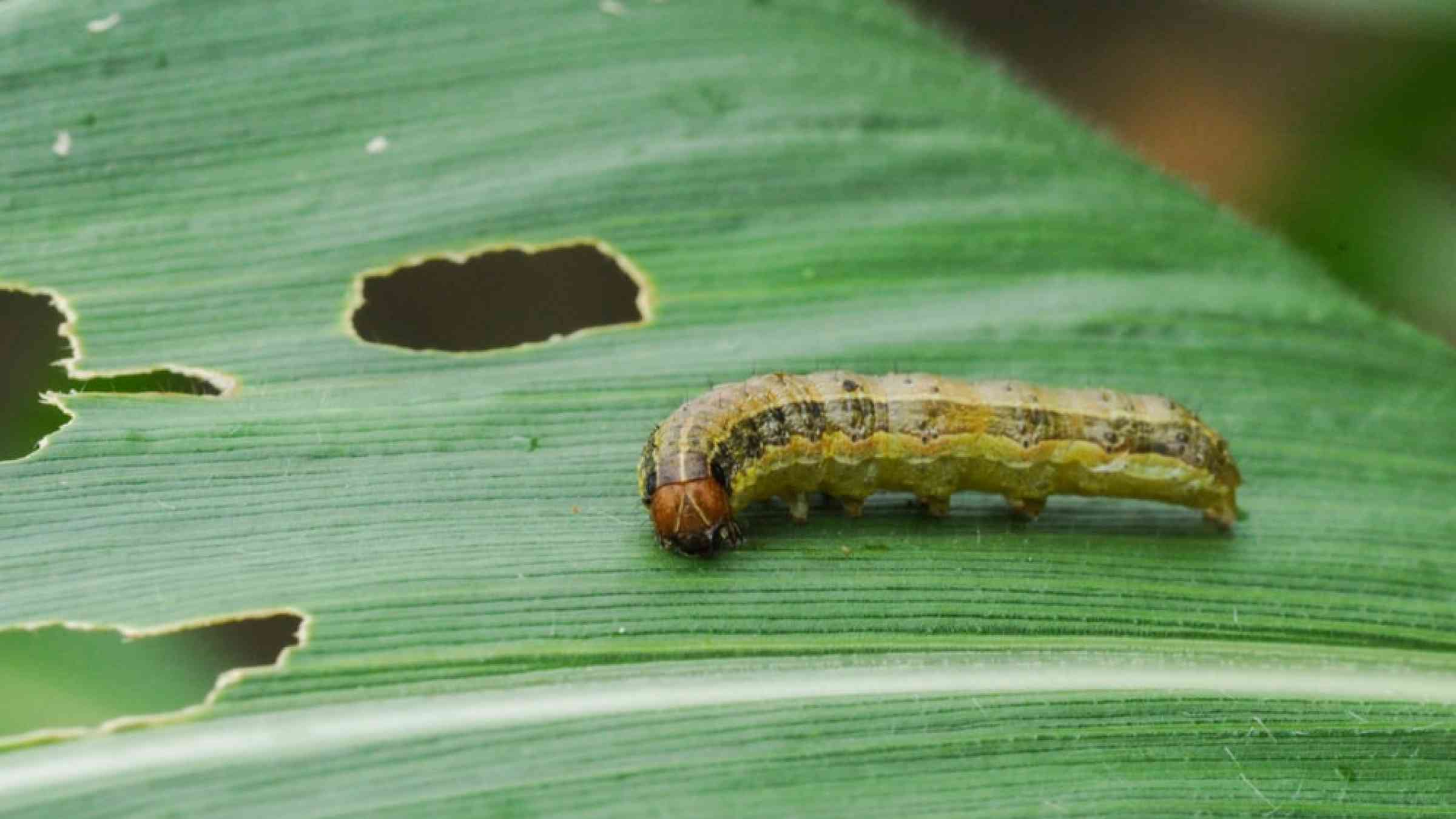 Fall armyworm eating leaves.