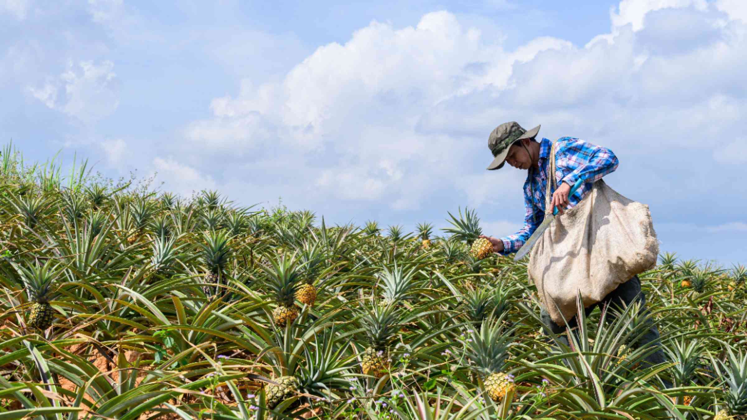 Agriculture worker in a pineapple field under a cloudy sky