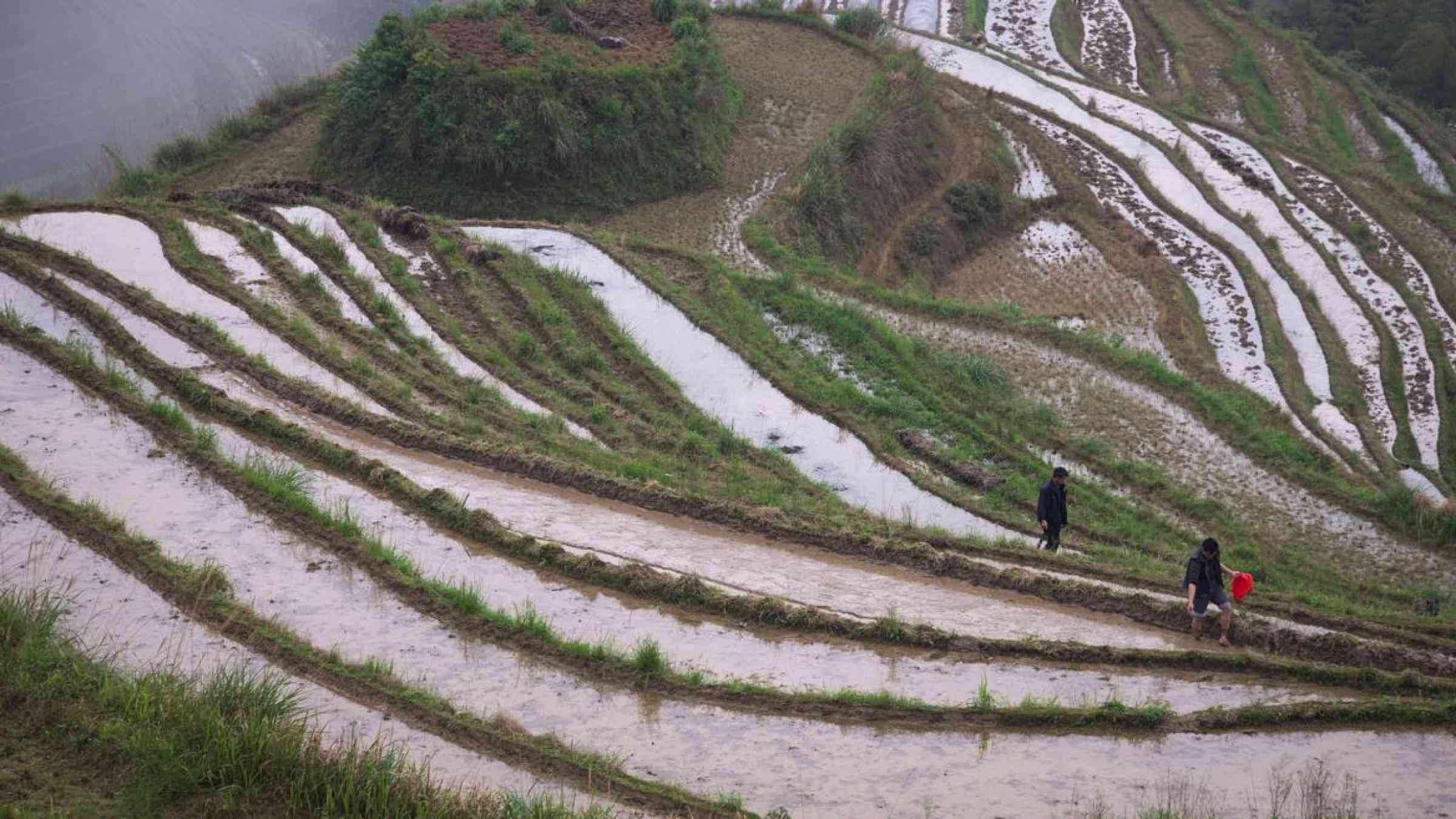 Flooded rice fields, Guangxi, China