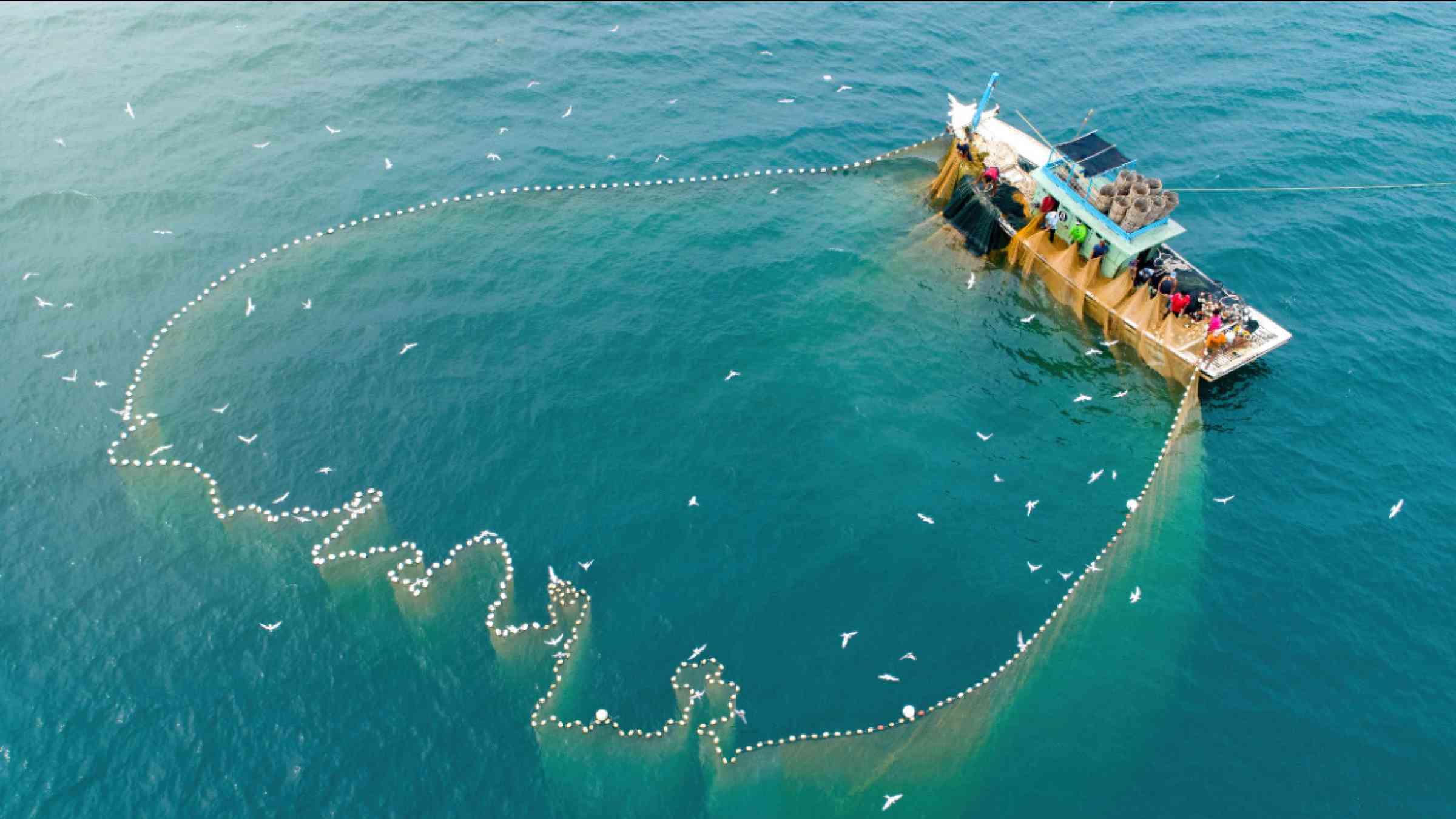 Aerial view of a fishing vessel catching fish using a net in the ocean.