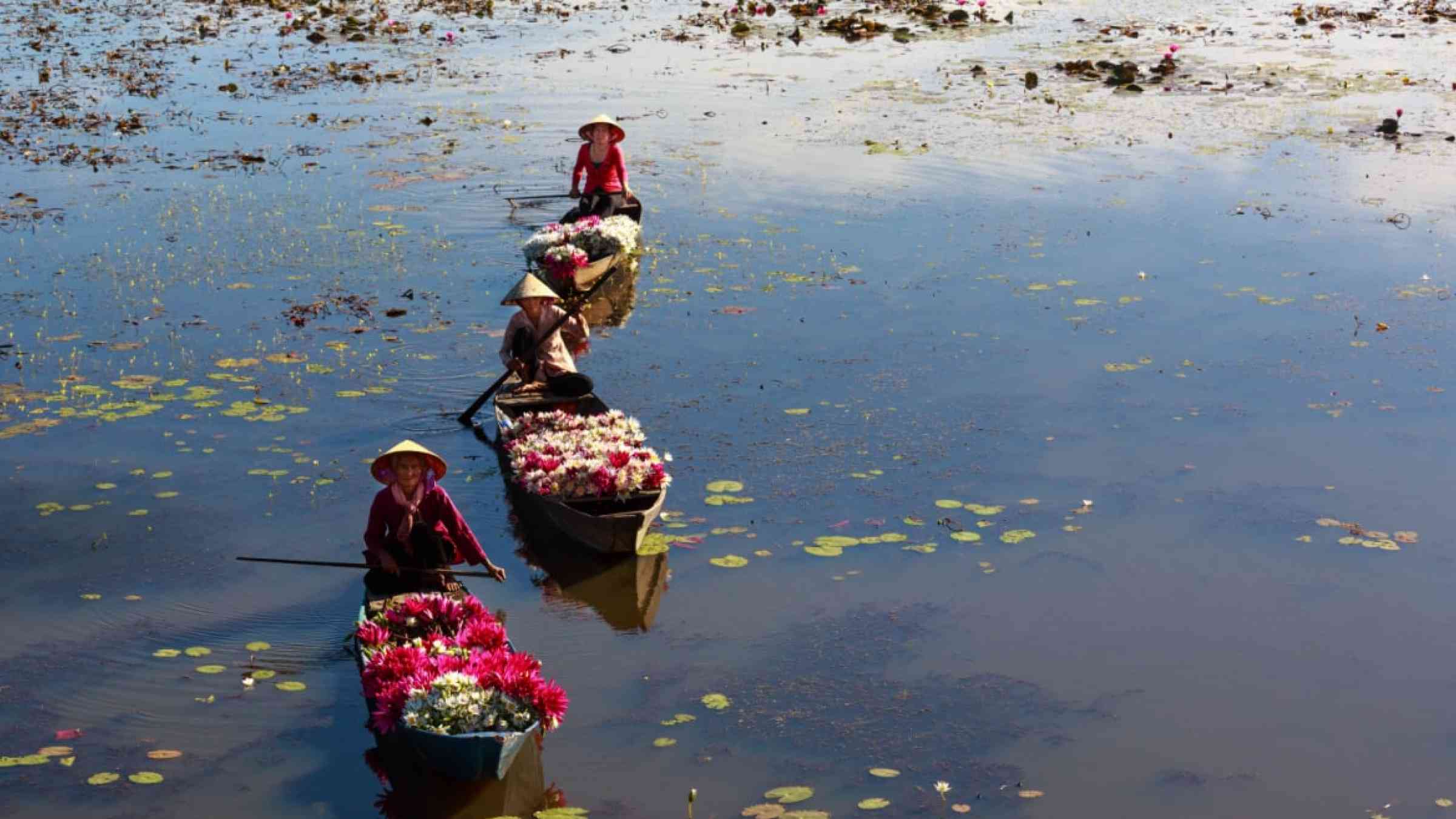 People boating on lakes harvest water lilies, the people of this region used water lilies do as a vegetable dish