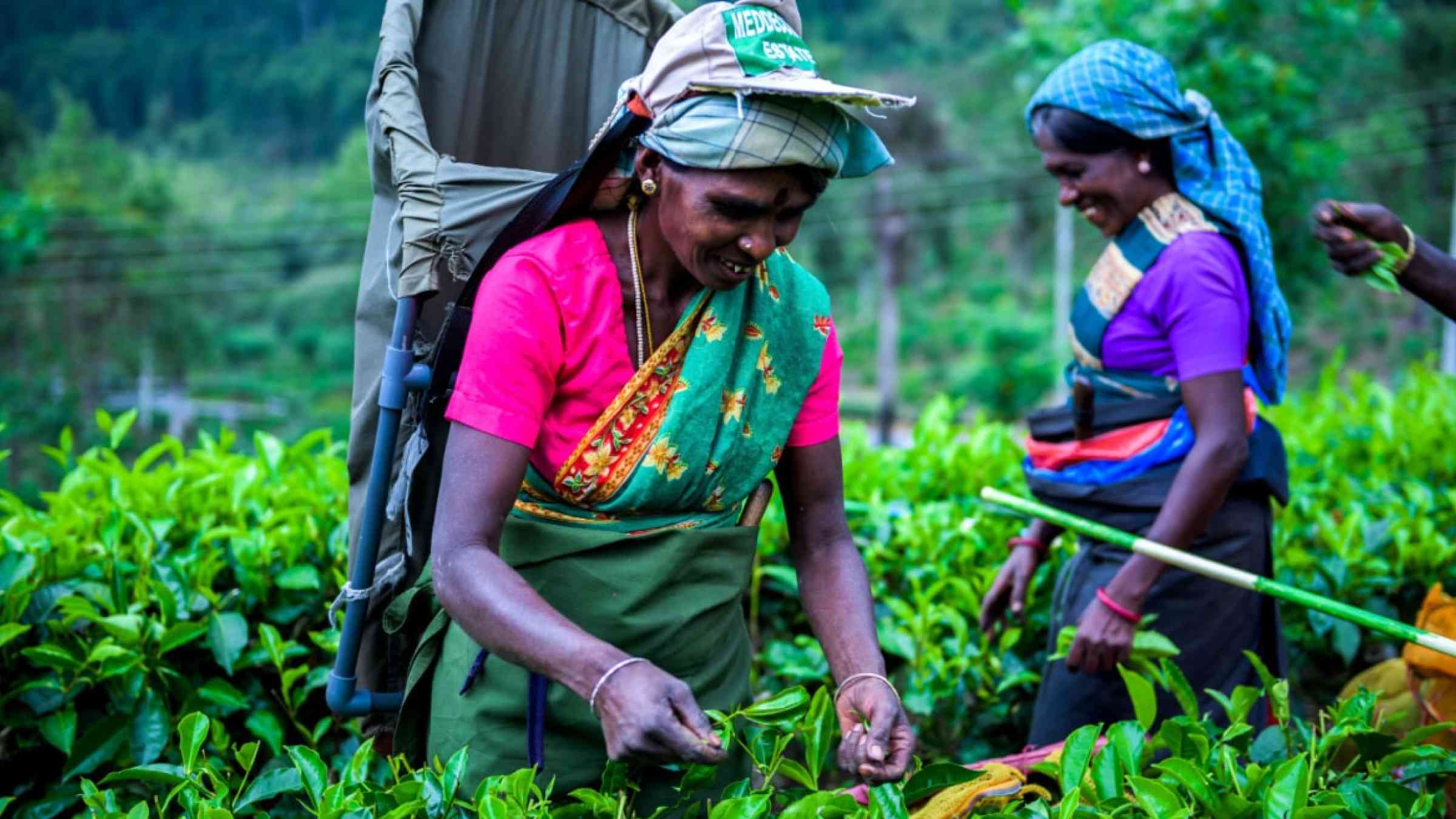 Two women Tea Laborers plucking Tea leaves in a Tea Garden in Hatton, Sri Lanka.