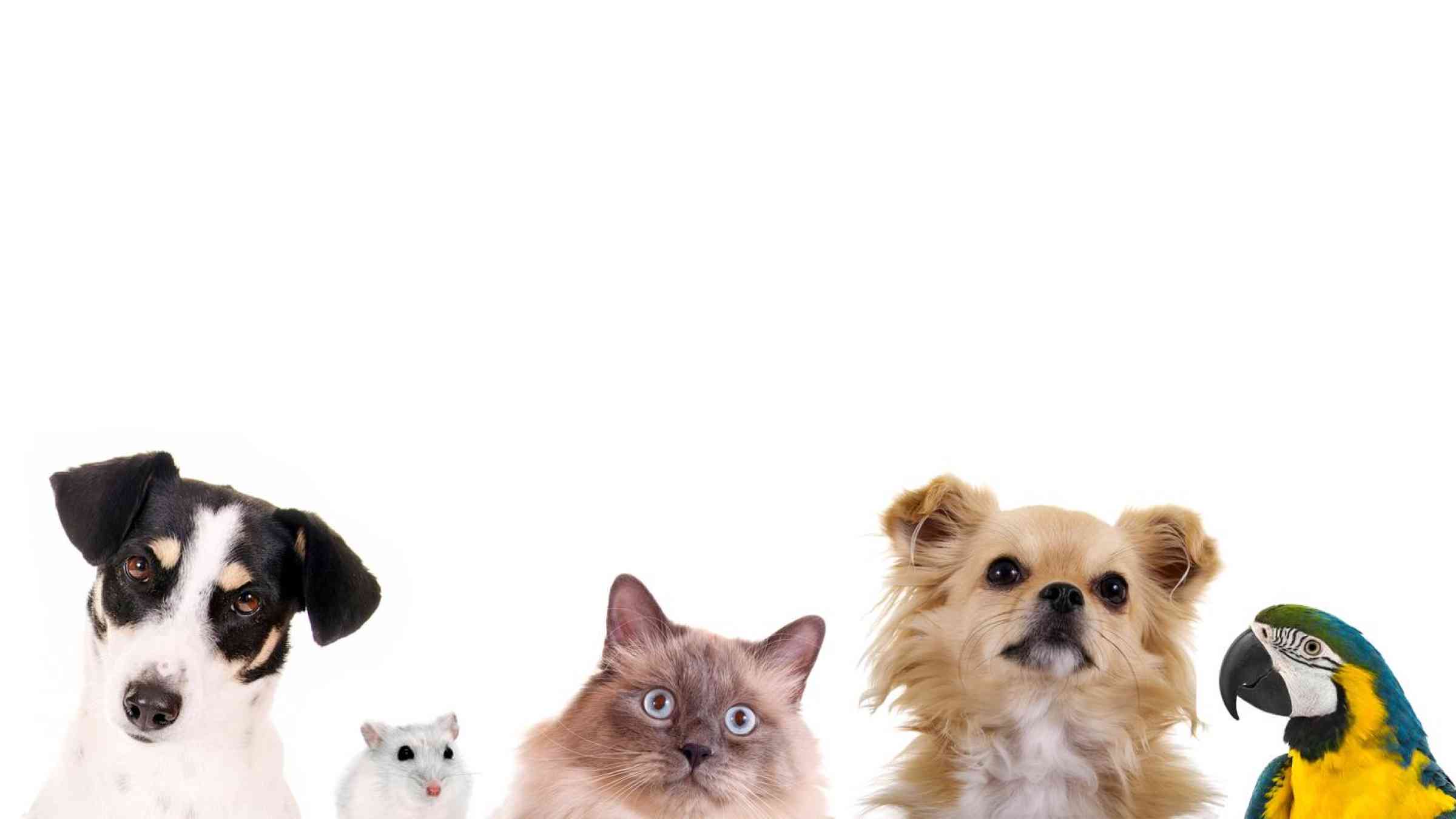 Different pets on white pbackground
