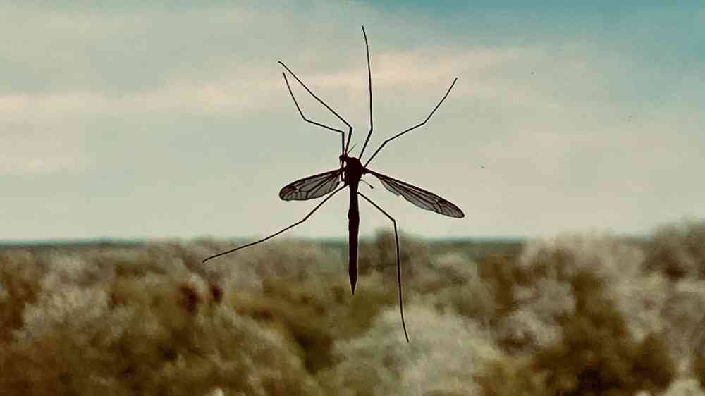 Mosquito