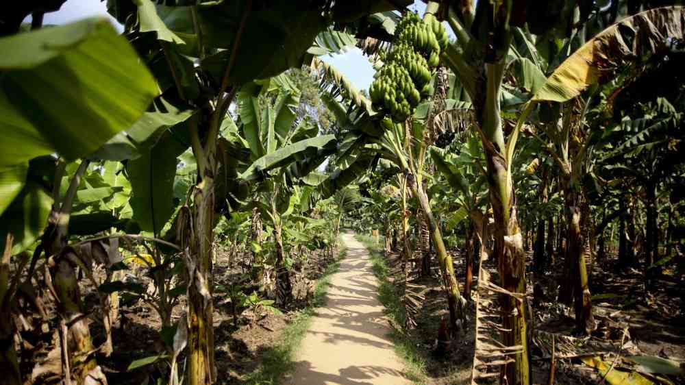 Banana plantation