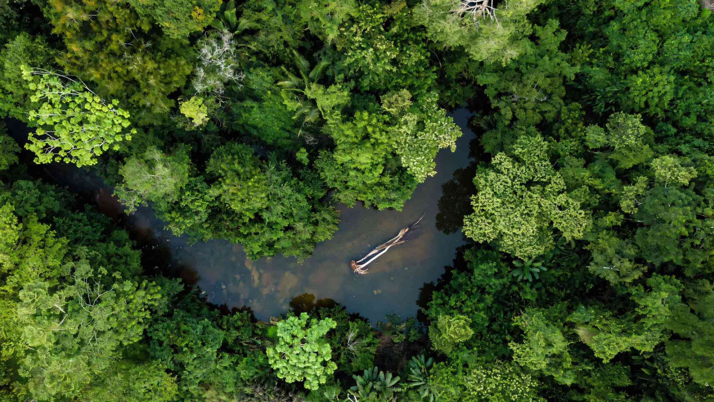 Arial view of rainforest jungle in Brasil