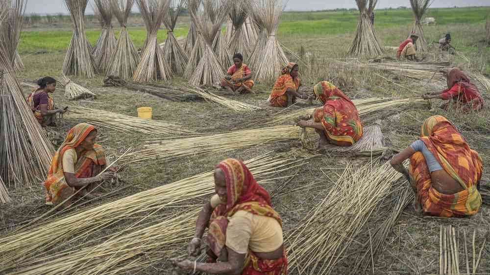 Yute - la fibra dorada, mujeres trabajando en la cosecha del yute en un campo, clasificando los tallos.