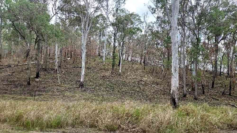 Forest recently prescribed burnt in southern Queensland, greatly reducing firefighting risks.