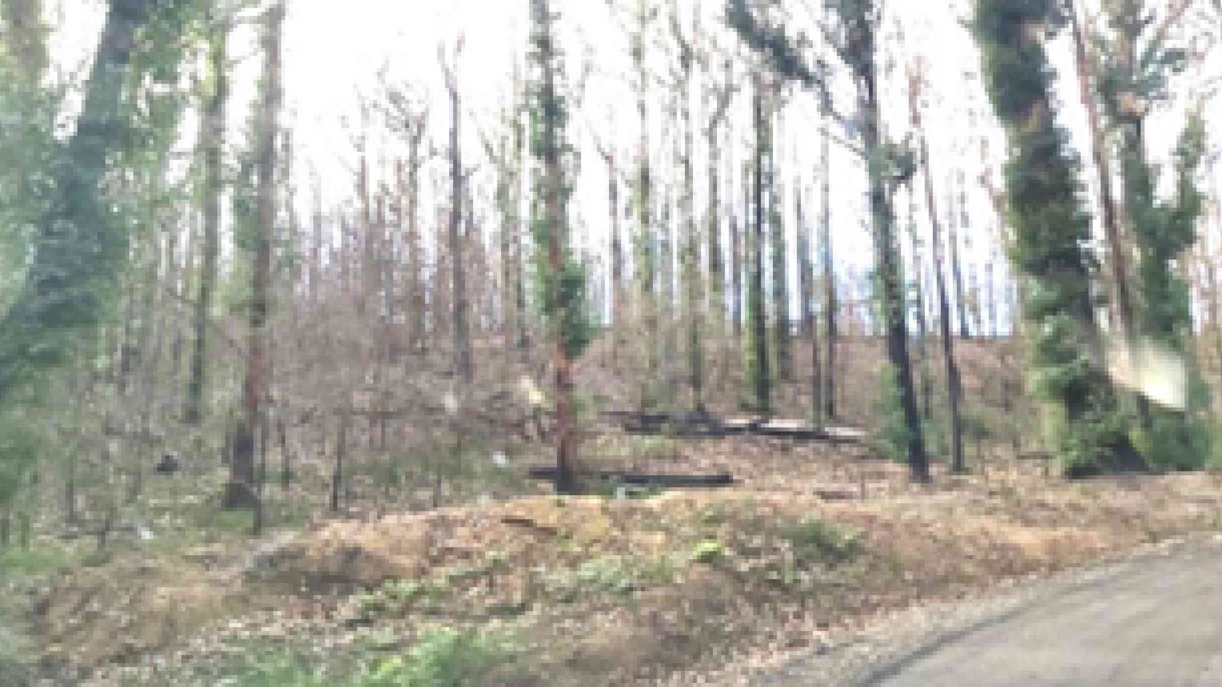 Photo highlighting the intensity of the 2019/ 20 bushfires at Eden in June 2020 and difficult conditions for fire fighters to fight those bushfires.
