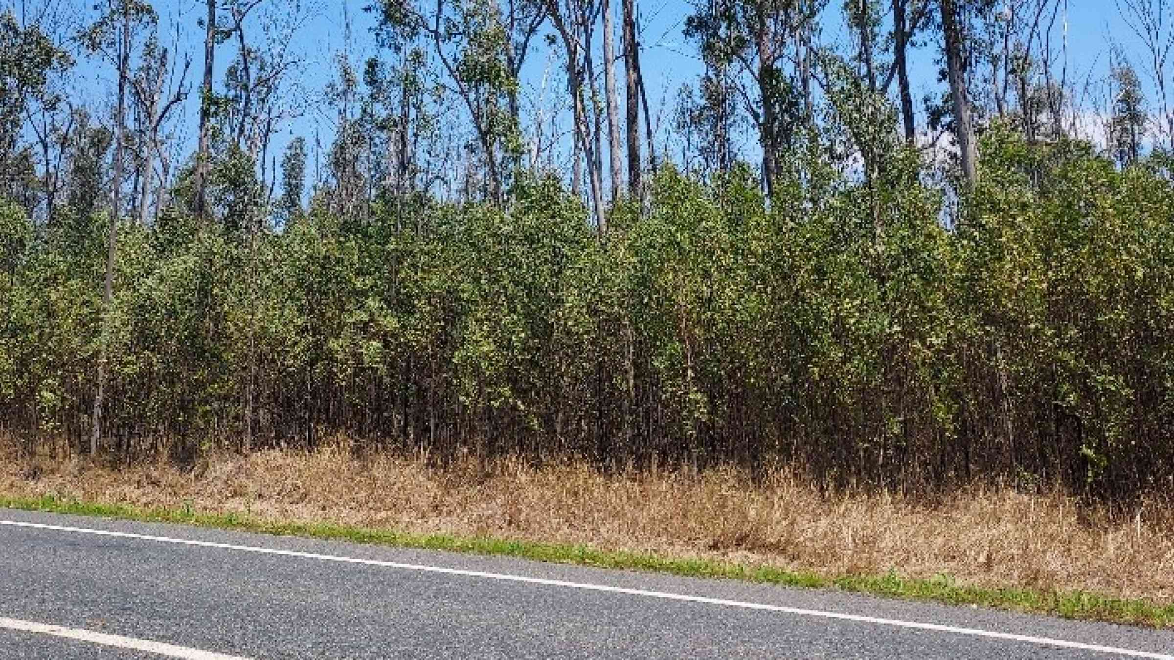 Recent fuels resulting from the 2019/ 20 bushfires in northern NSW, including heavy undergrowth fuels, dead fuels and heavy grass fuel, not safe conditions for firefighters, especially in adverse conditions.