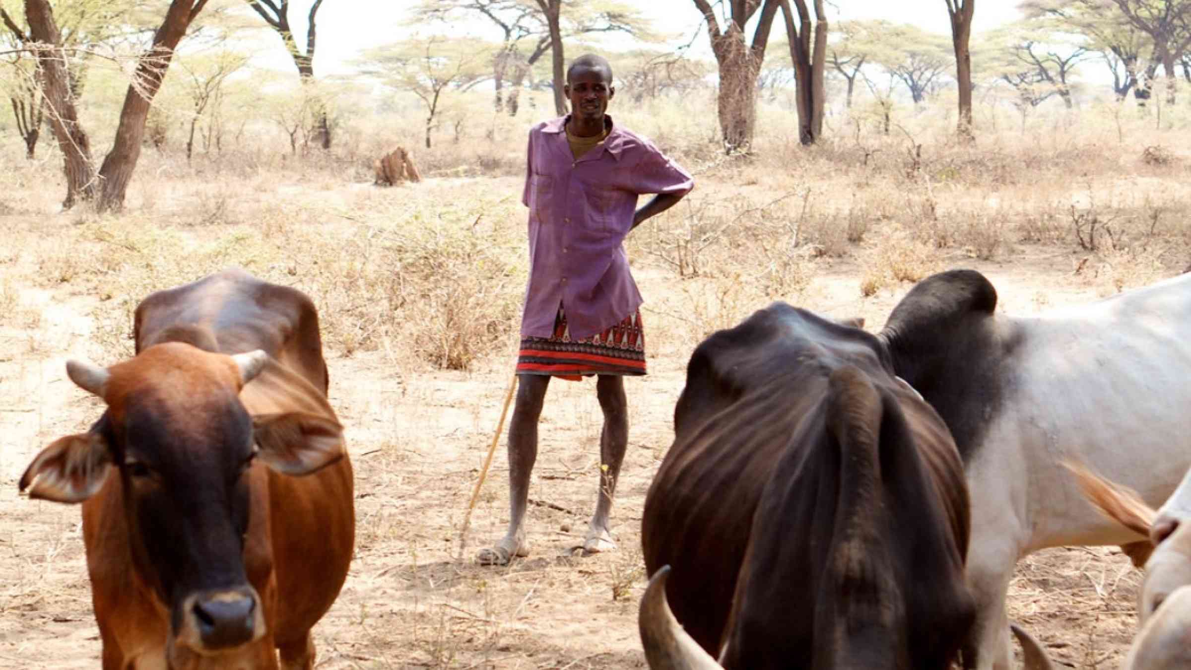 A pastoralist awaits the sale of his drought affected cattle at an NGO supported destocking market near Isiolo, Eastern Province, Kenya