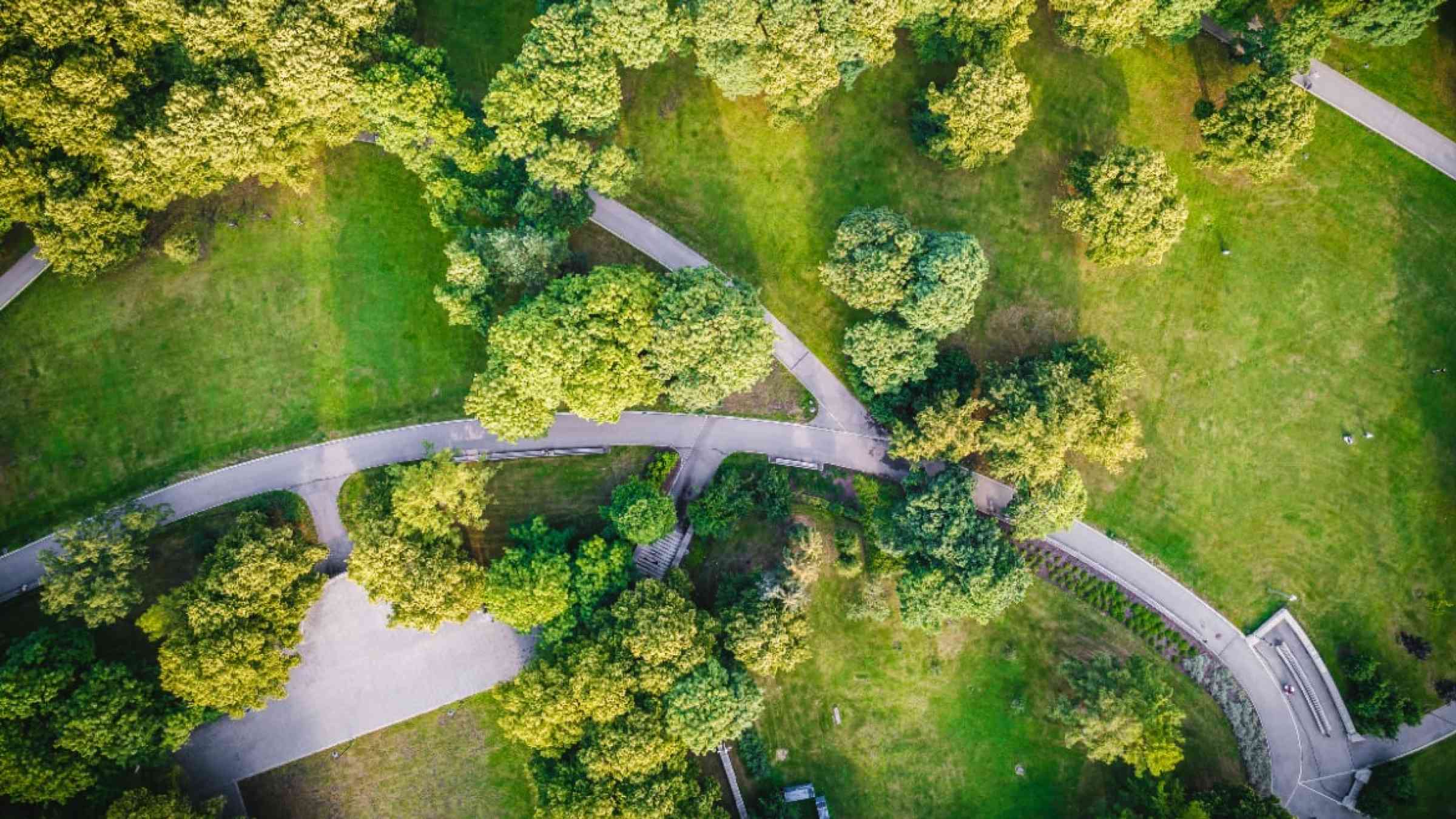 Aerial view of trees in a park