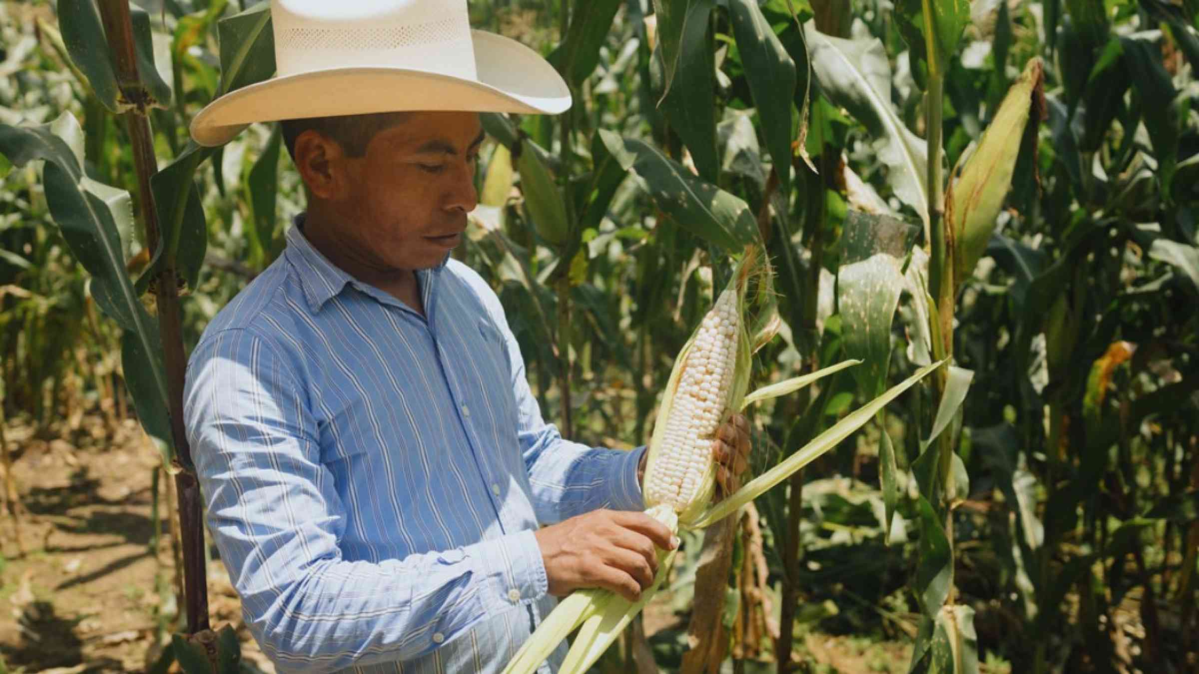 A farmer tends to his maize crop in Talquezal, Guatemala