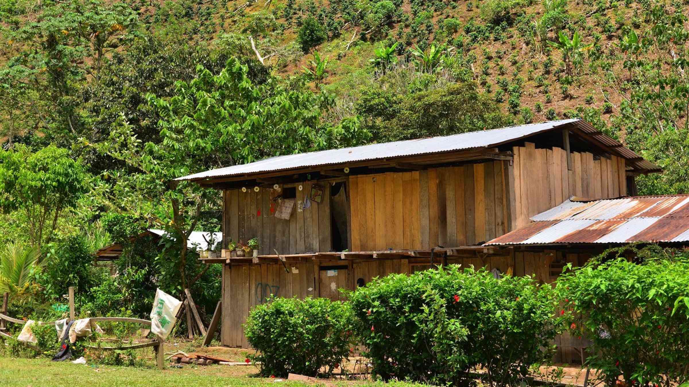 Coffee farm in Peru