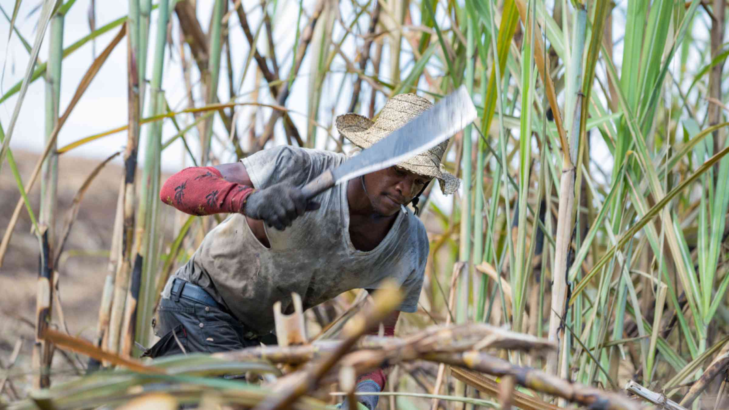 A worker labouring in the cane fields to harvest sugar cane at Siloah, St. Elizabeth, Jamaica