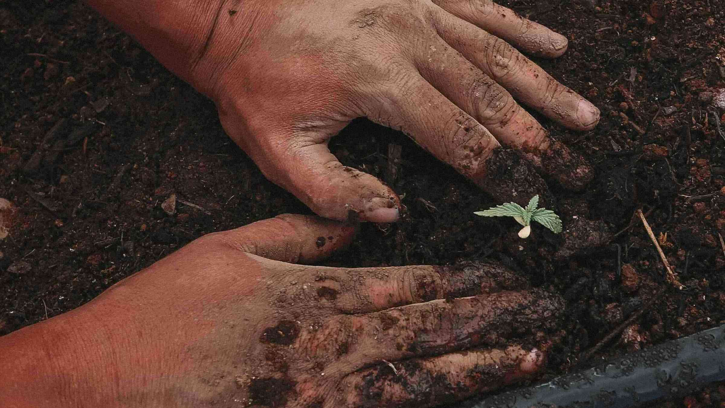 Hands planting a tree