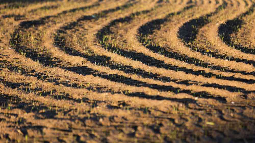 Soil 